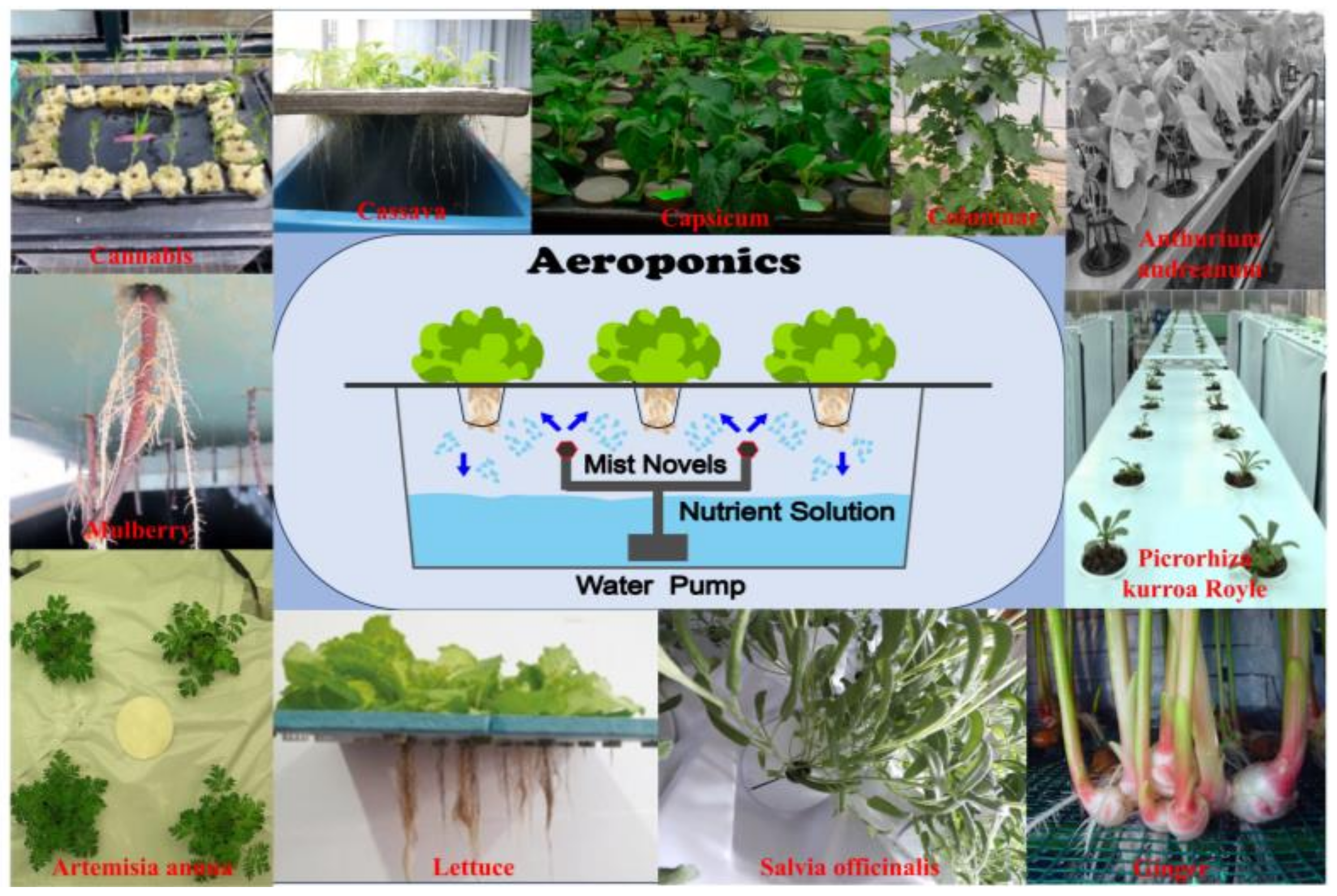 Agronomy 15 00583 g001