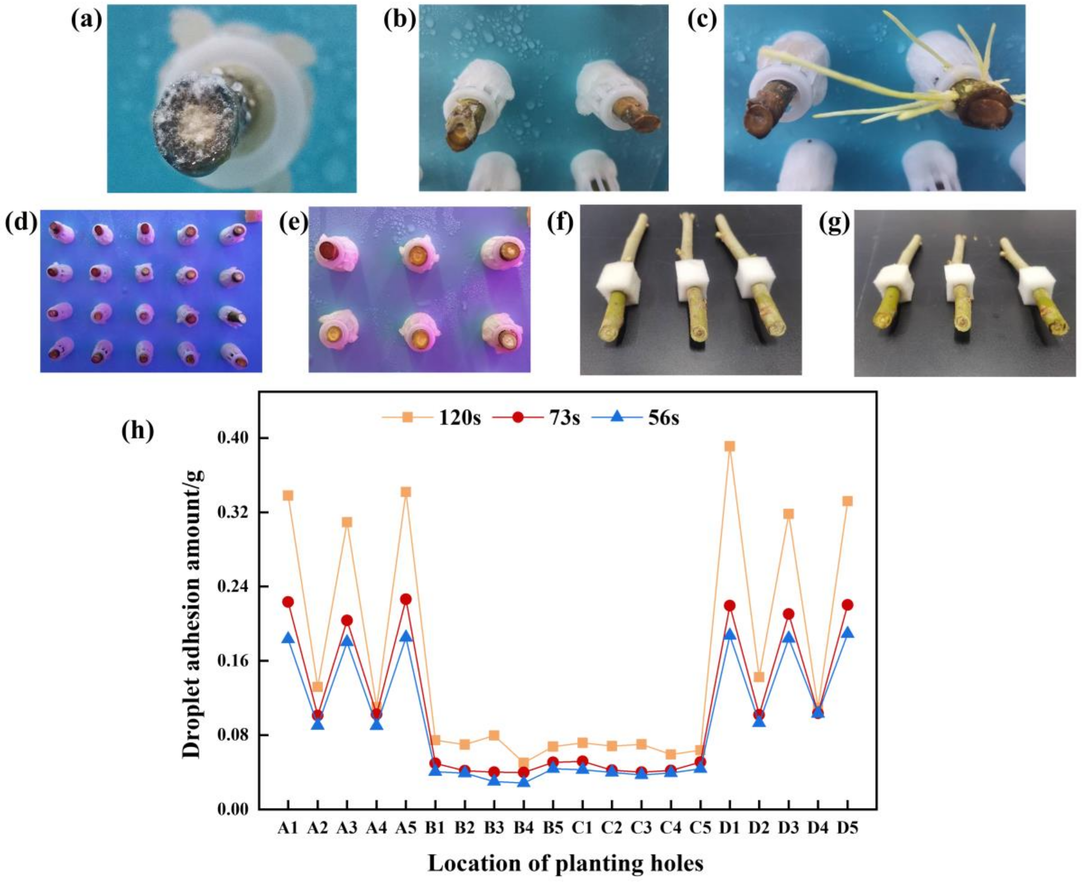 Agronomy 15 00583 g005