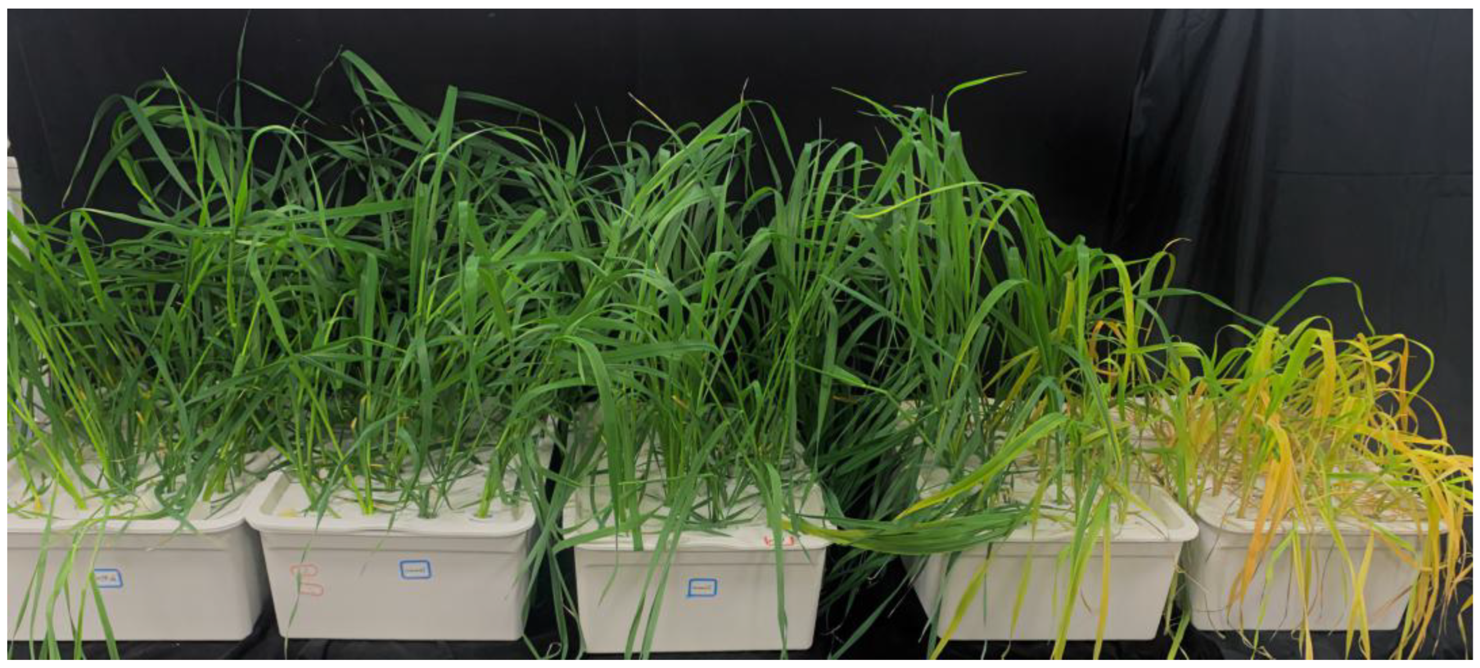 Agronomy 15 00594 g001