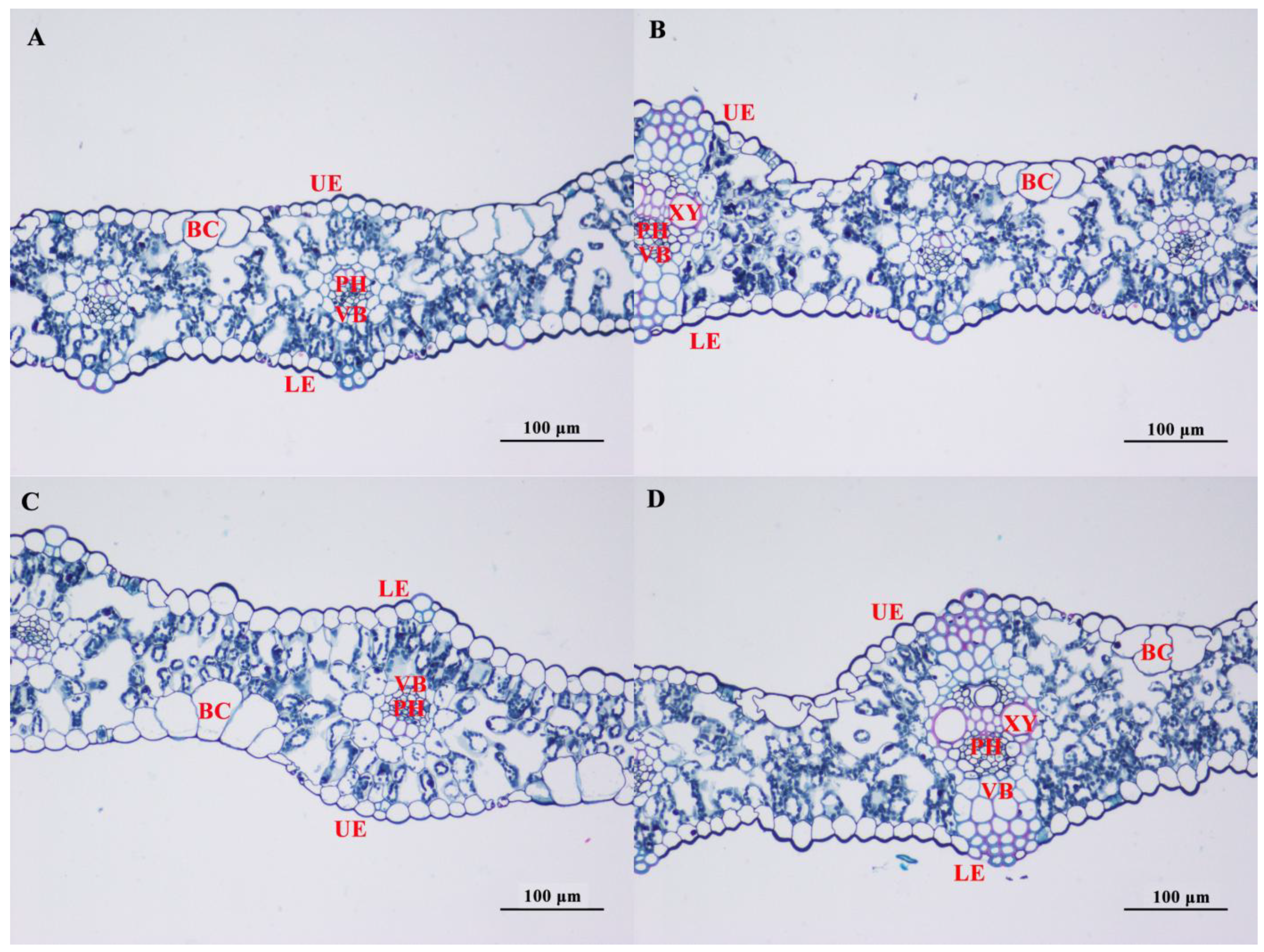 Agronomy 15 00594 g005