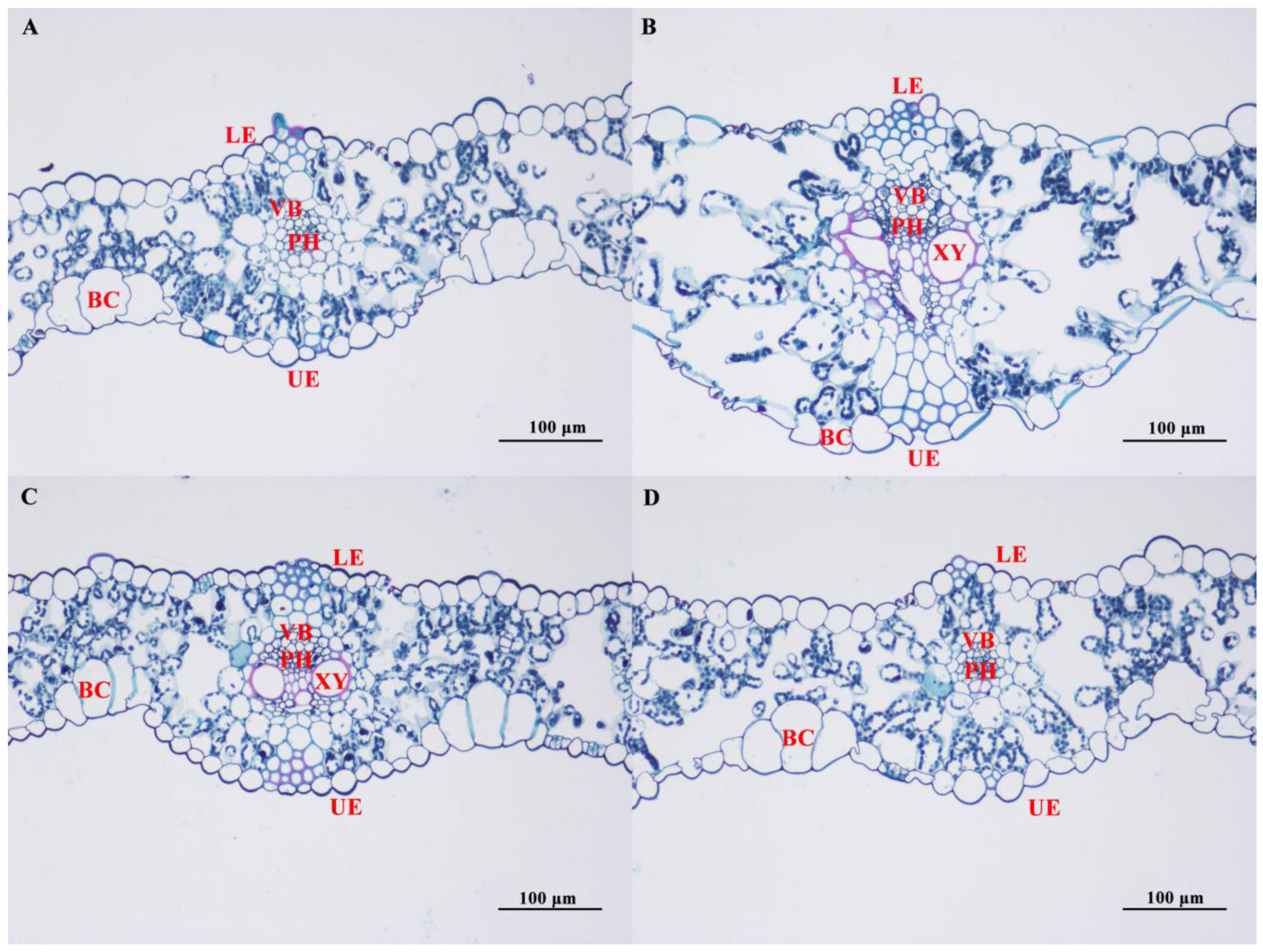Agronomy 15 00594 g006