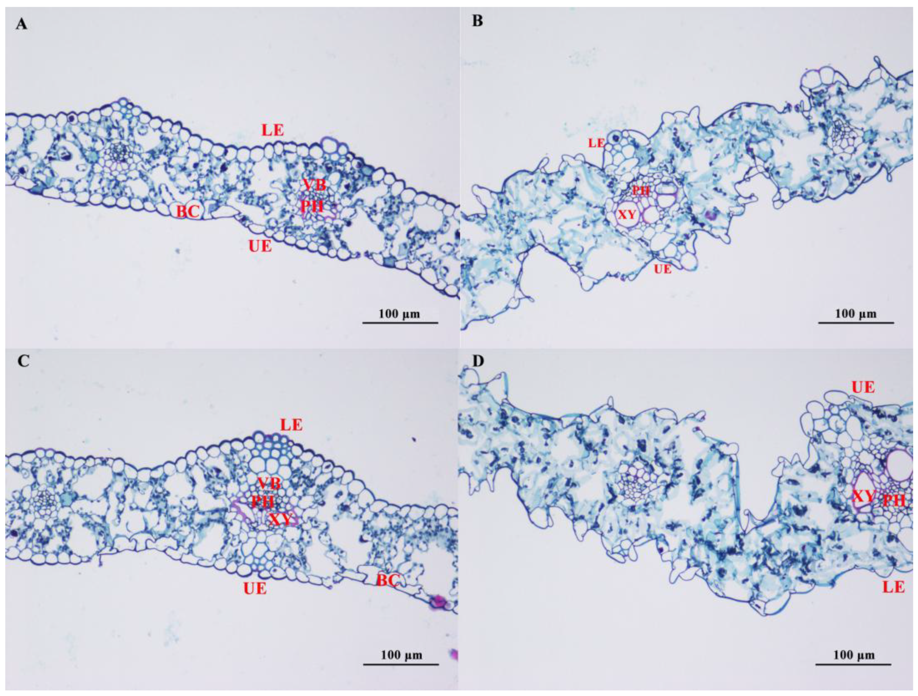 Agronomy 15 00594 g007