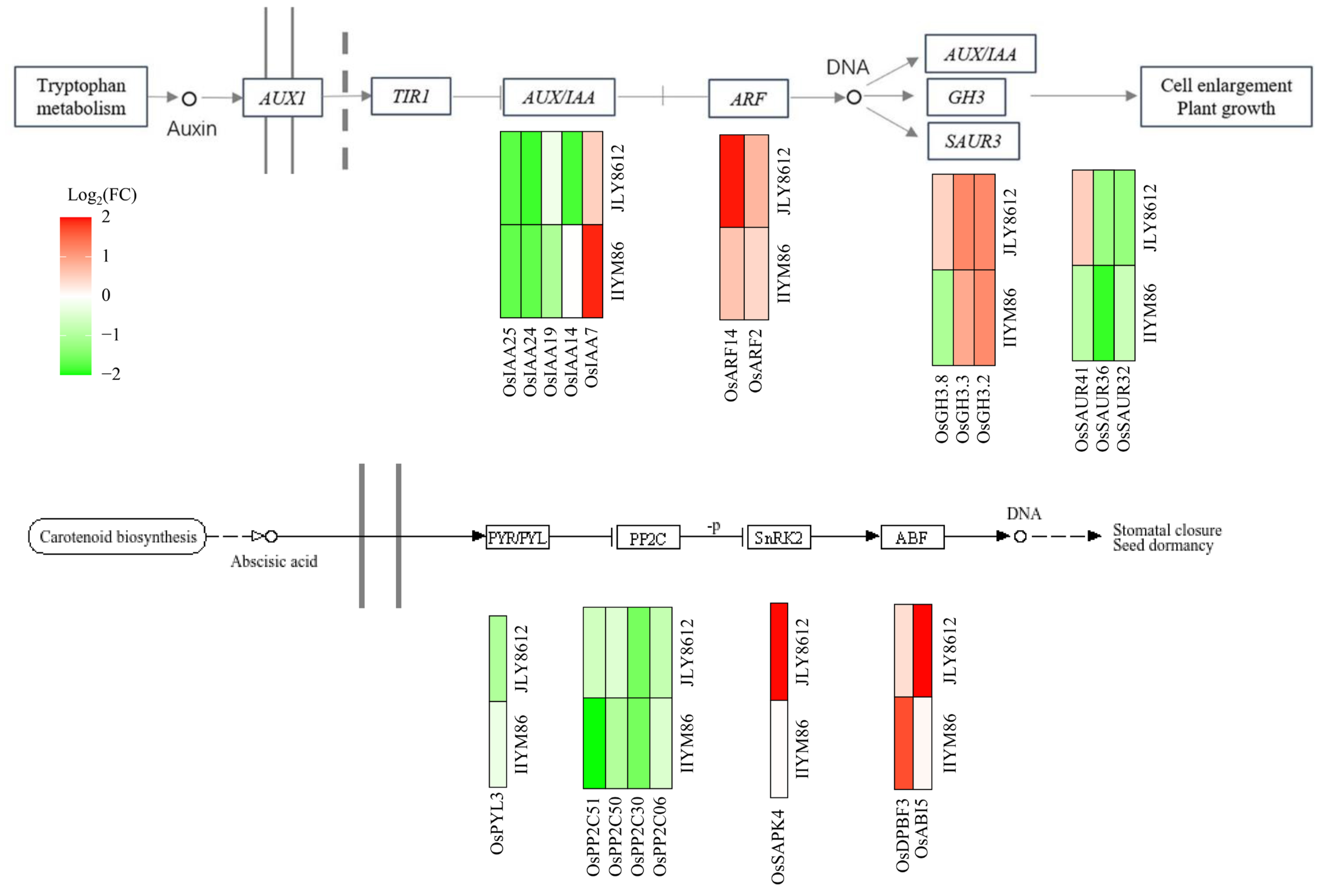 Agronomy 15 00595 g011