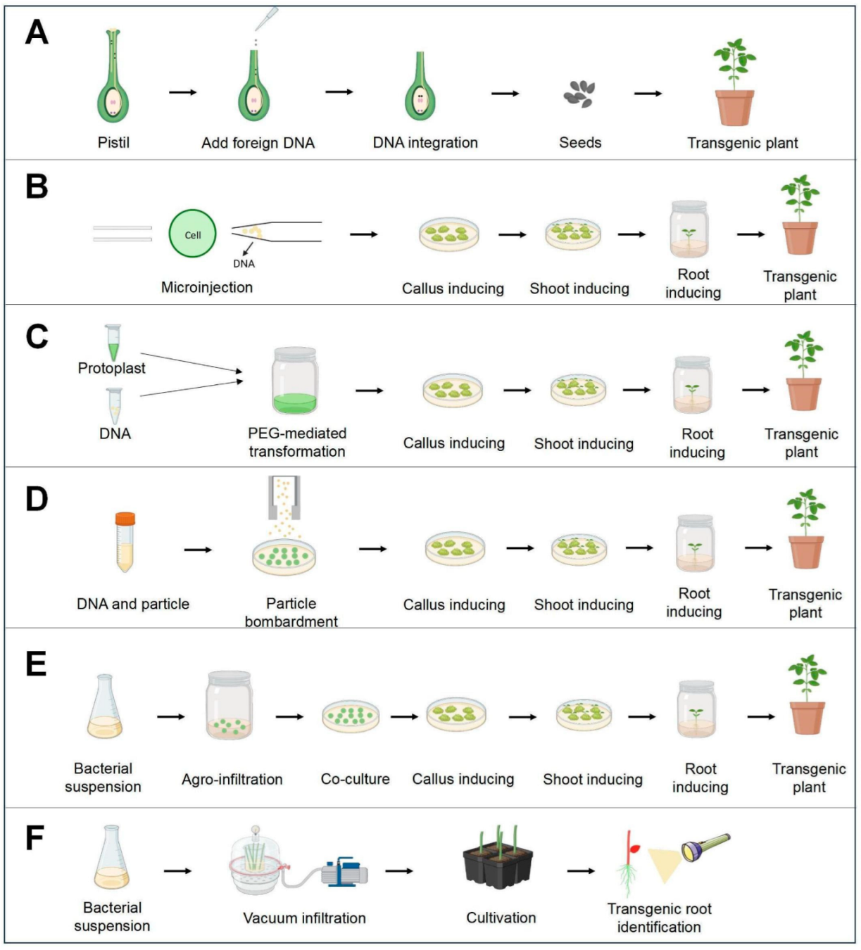 Agronomy 15 00603 g001