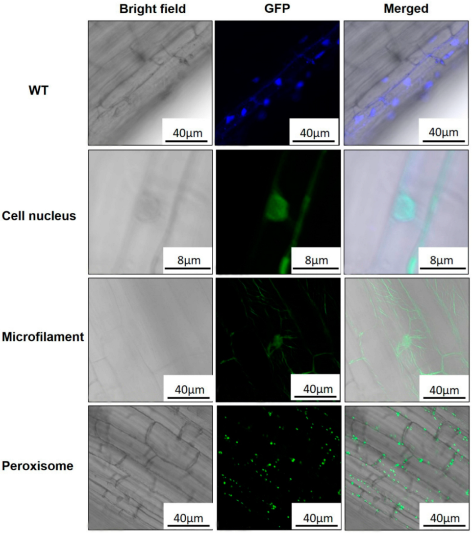 Agronomy 15 00603 g003