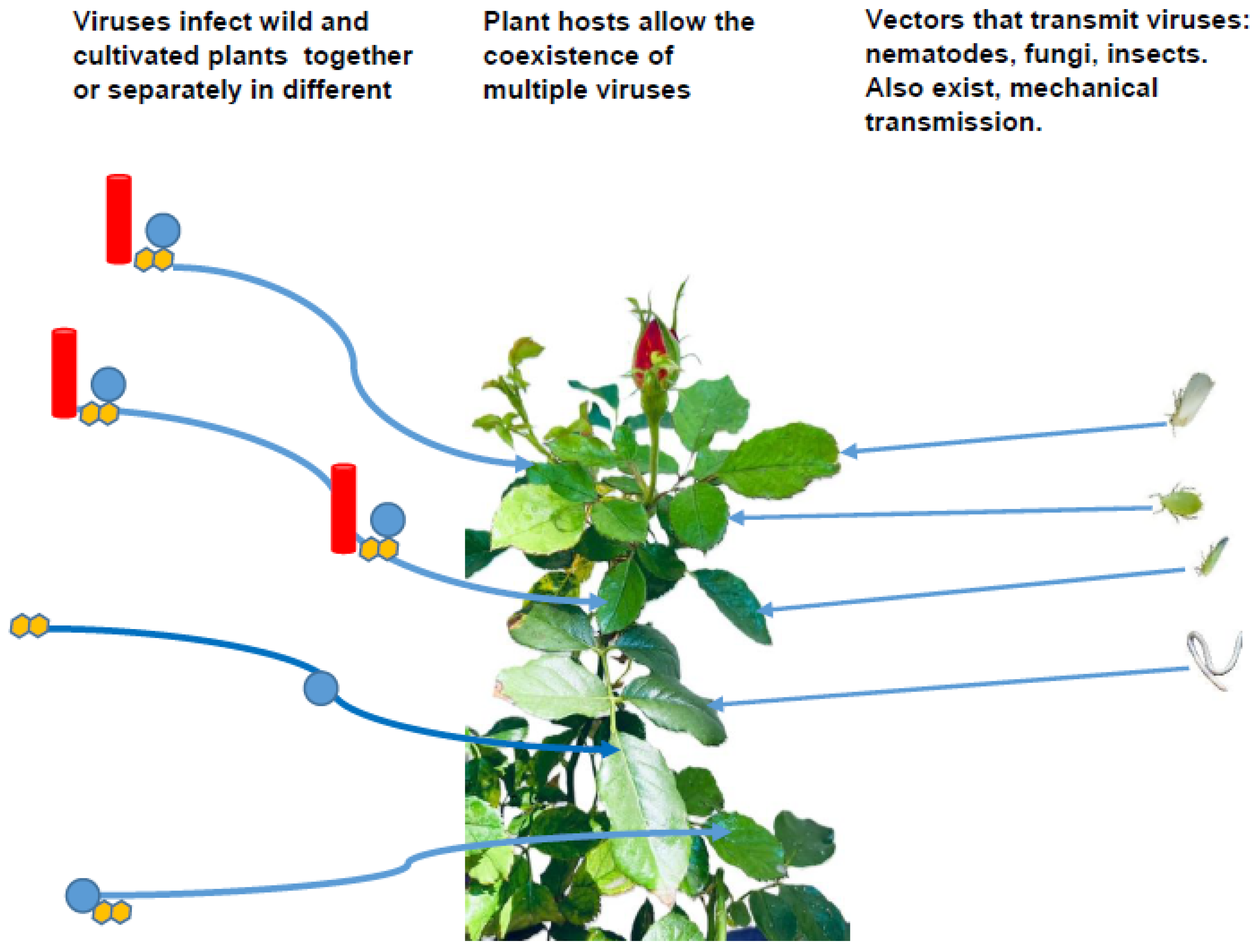 Agronomy 15 00620 g001