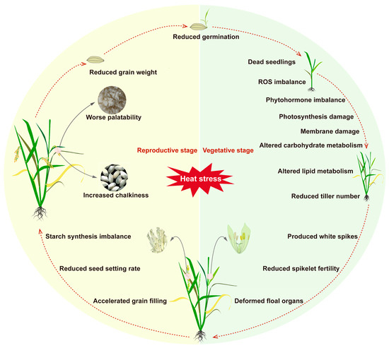 How Does Rice Cope with High-Temperature Stress During Its