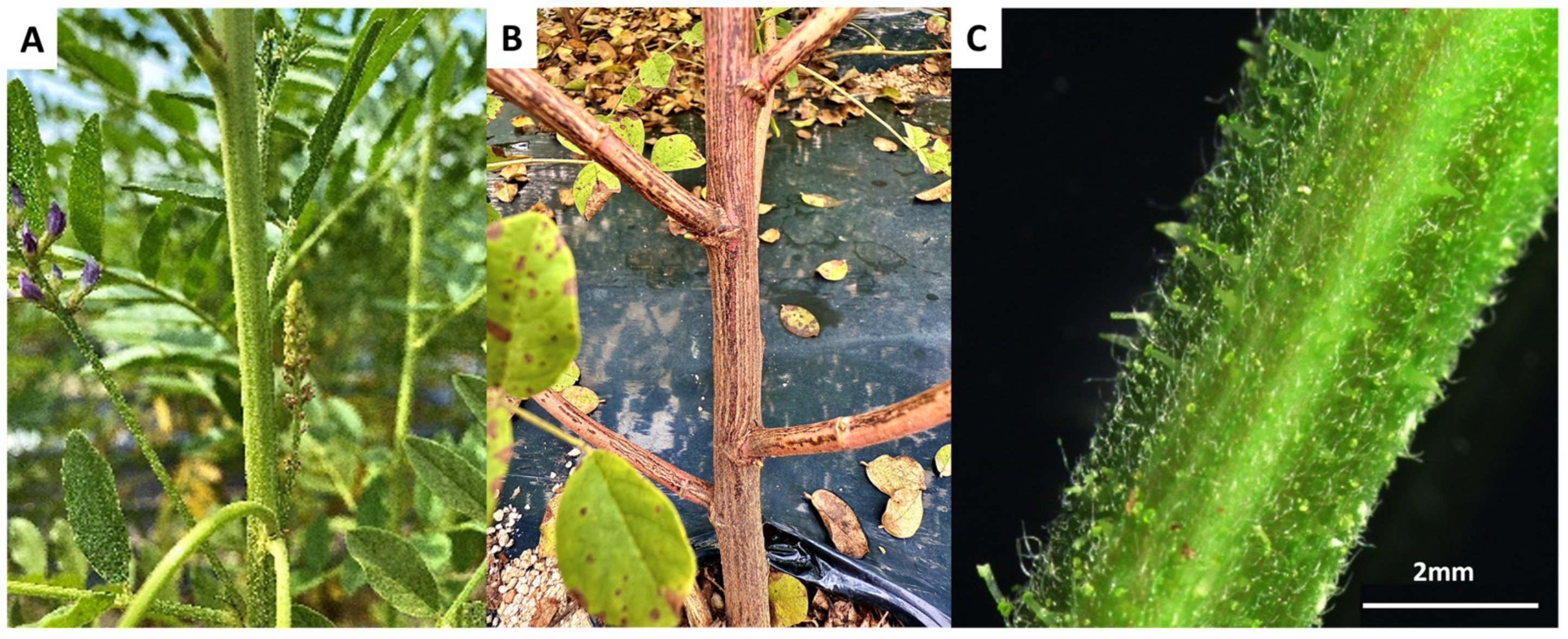 Agronomy 15 00644 g002