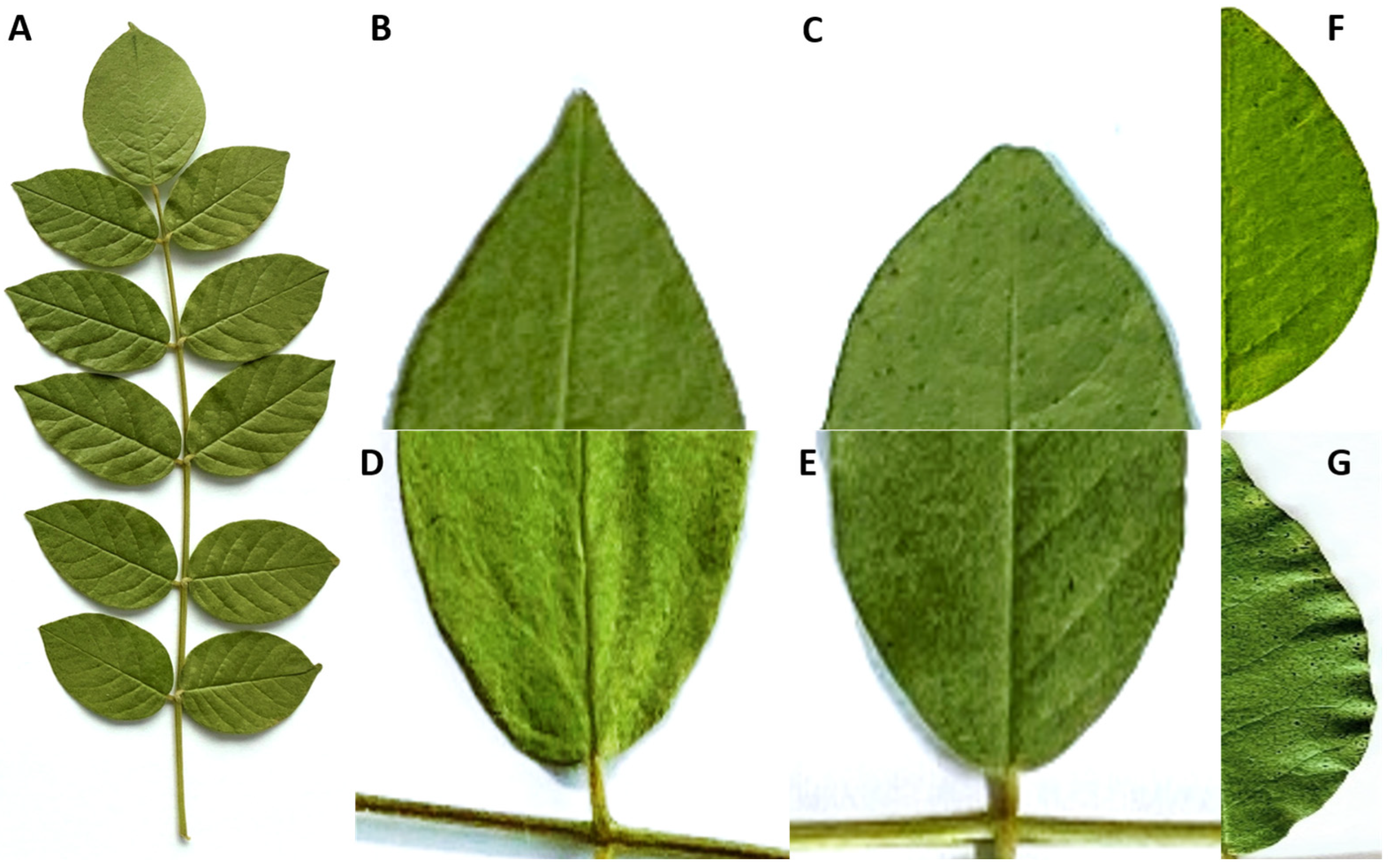 Agronomy 15 00644 g003