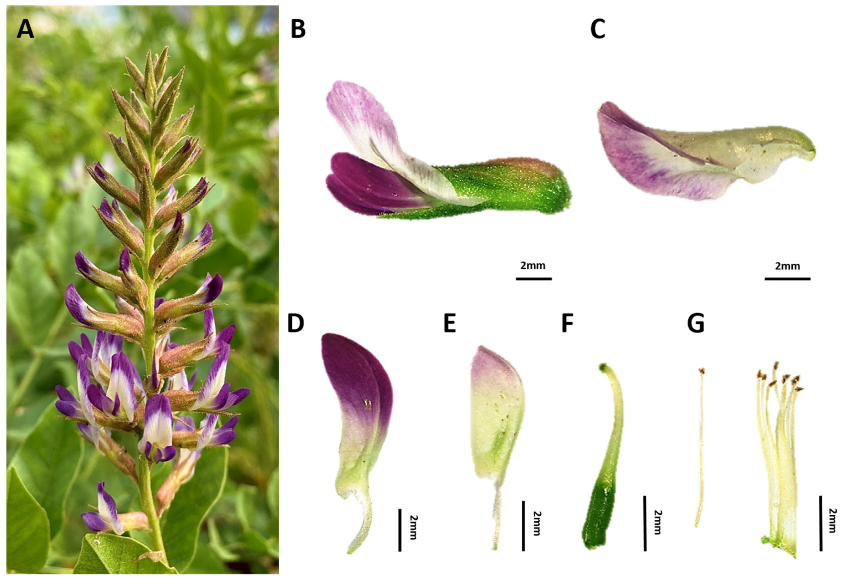 Agronomy 15 00644 g004