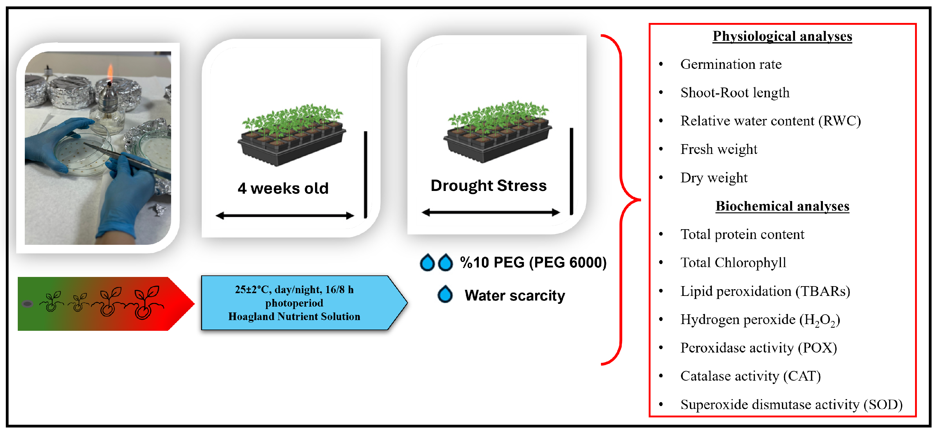 Agronomy 15 00653 g001