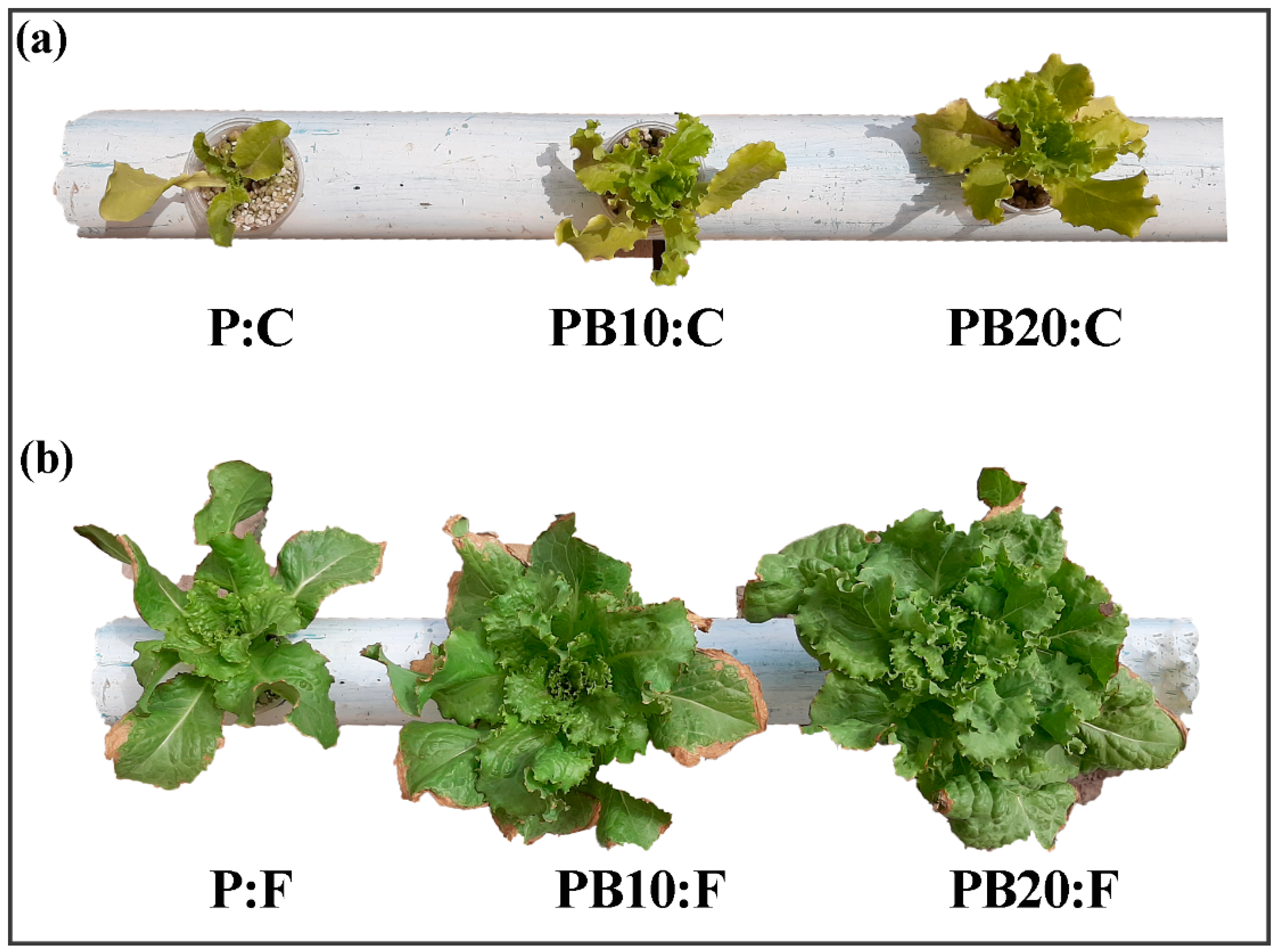 Agronomy 15 00658 g002