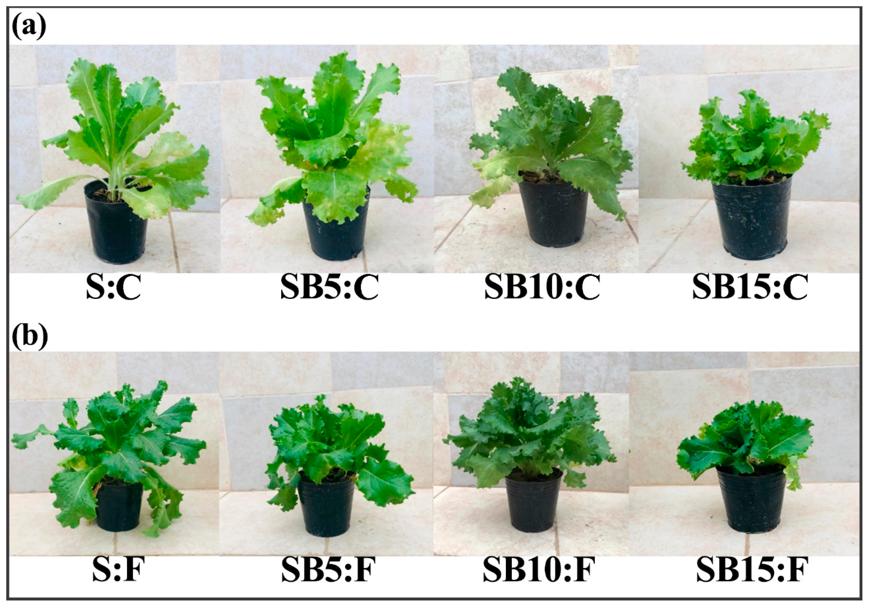 Agronomy 15 00658 g003