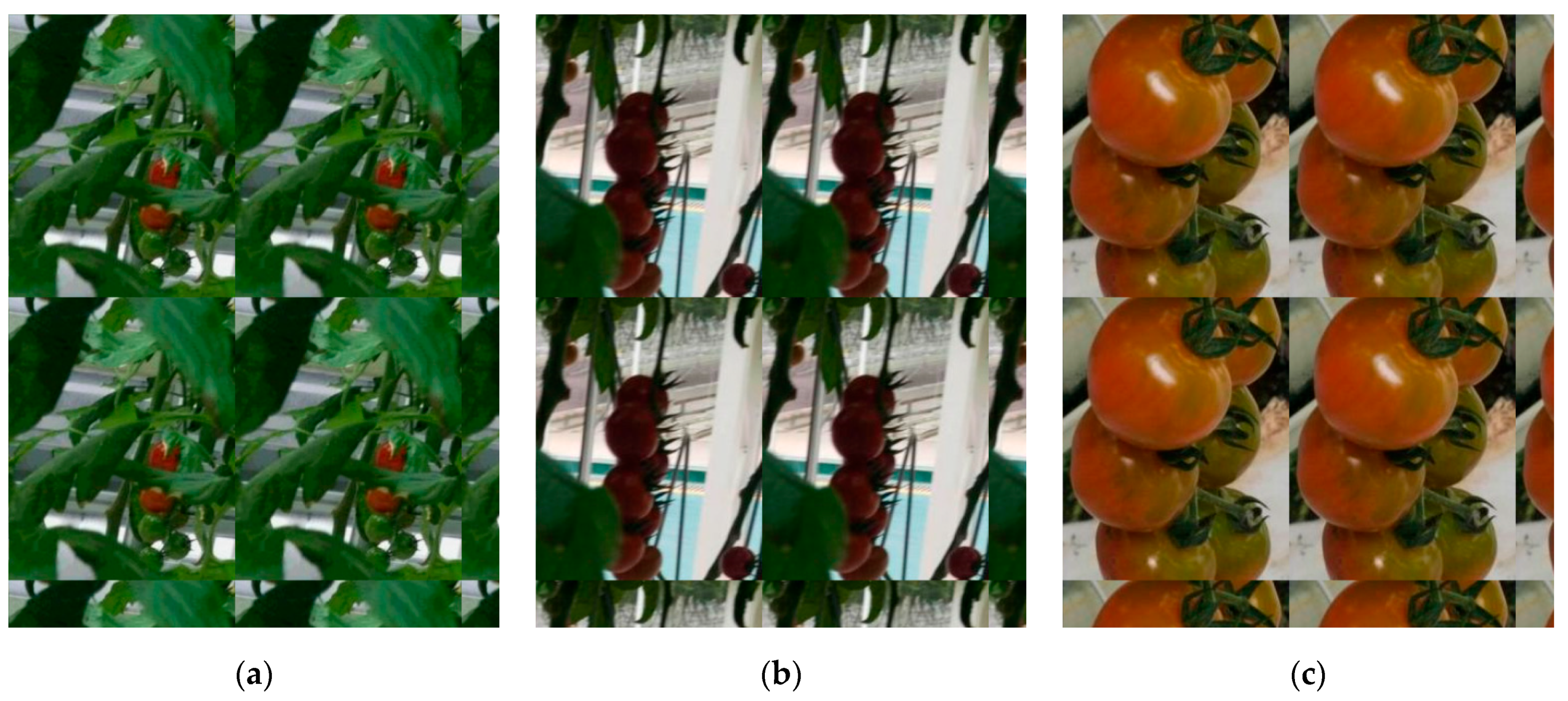 Agronomy 15 00667 g001