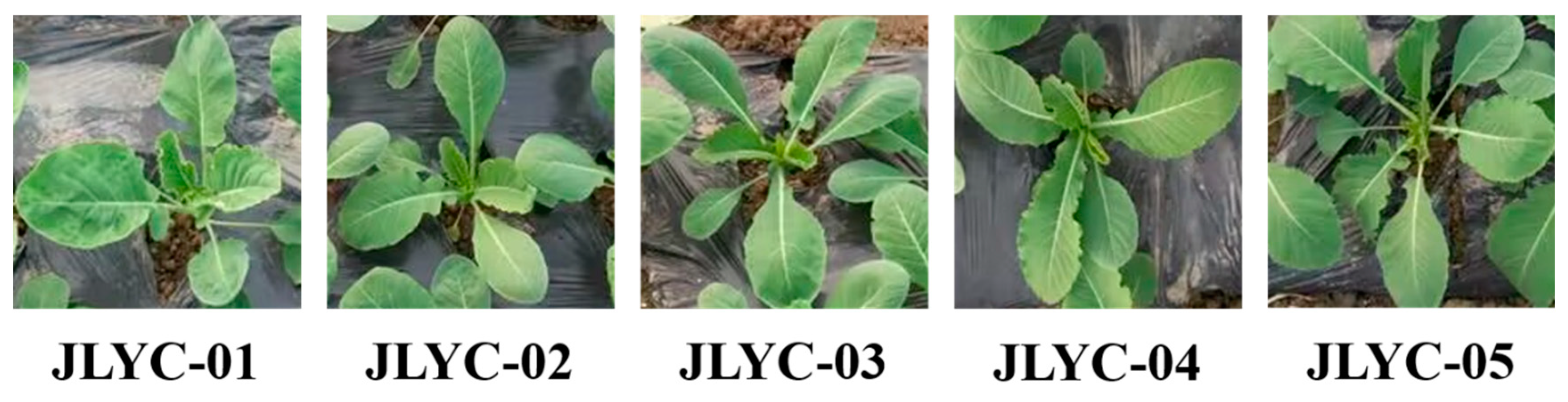 Agronomy 15 00671 g001