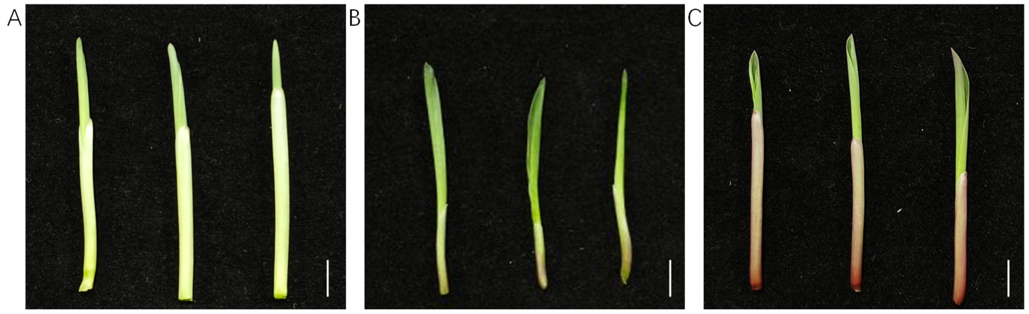 Agronomy 15 00688 g001