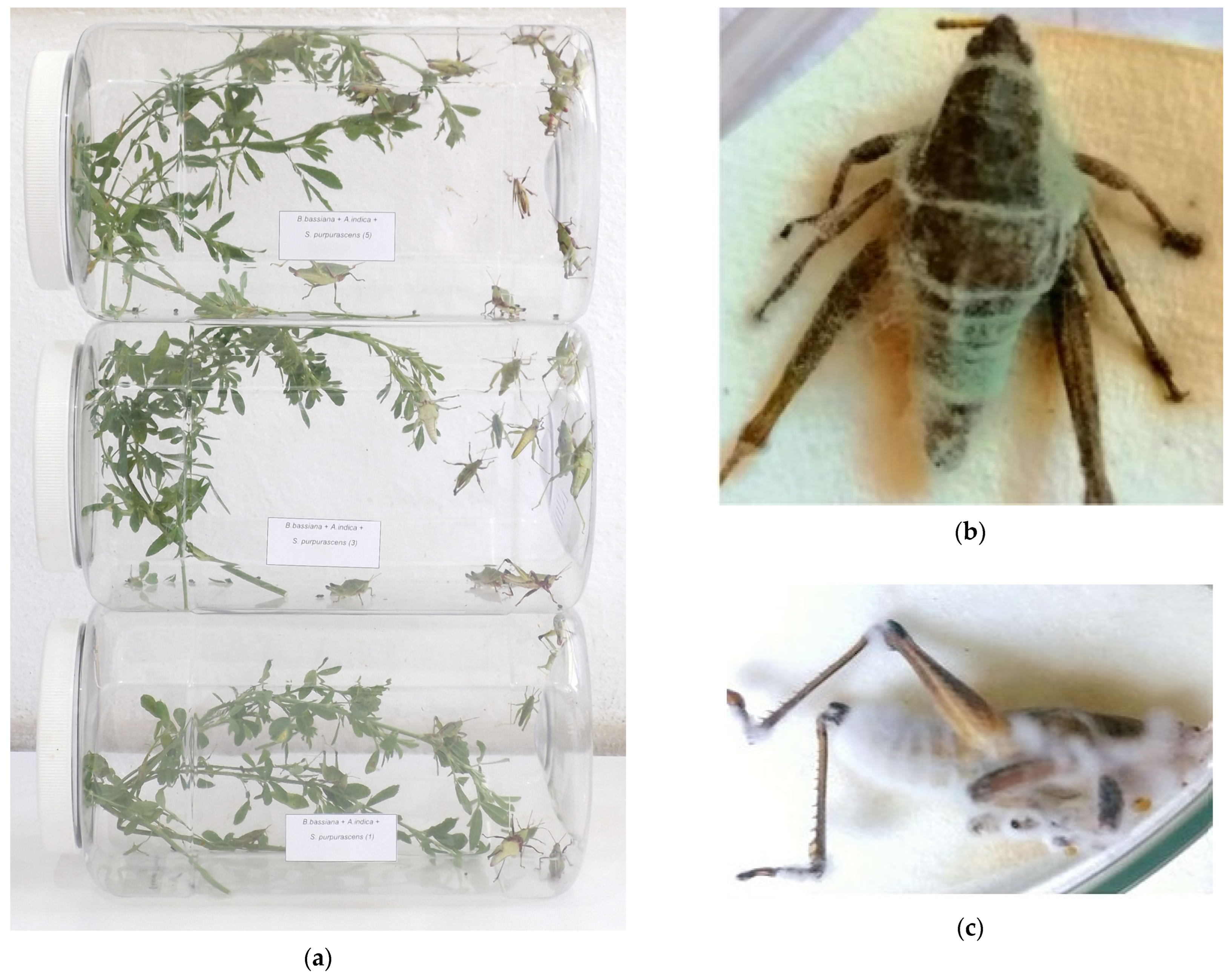 Agronomy 15 00690 g001