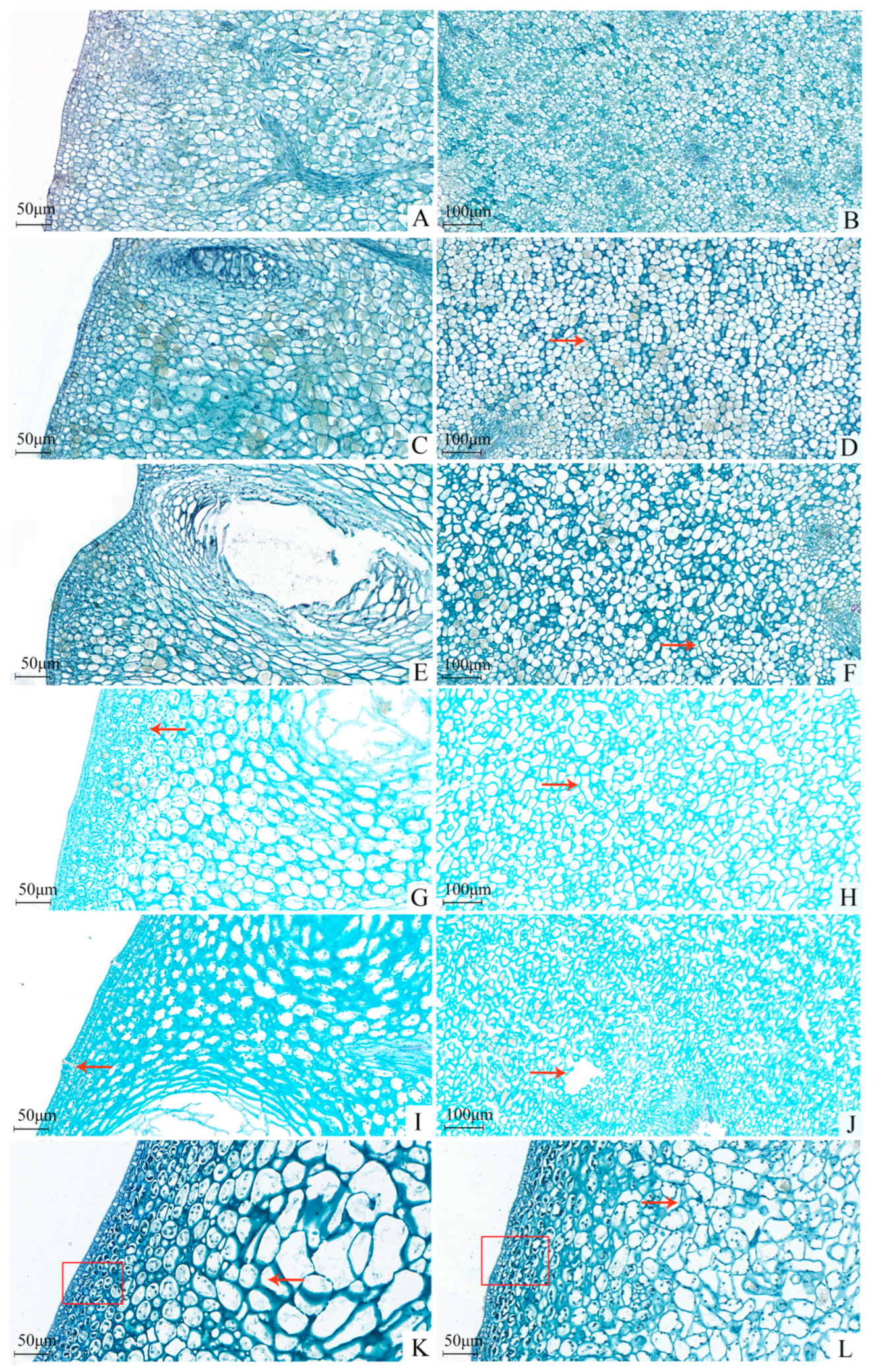 Agronomy 15 00698 g003
