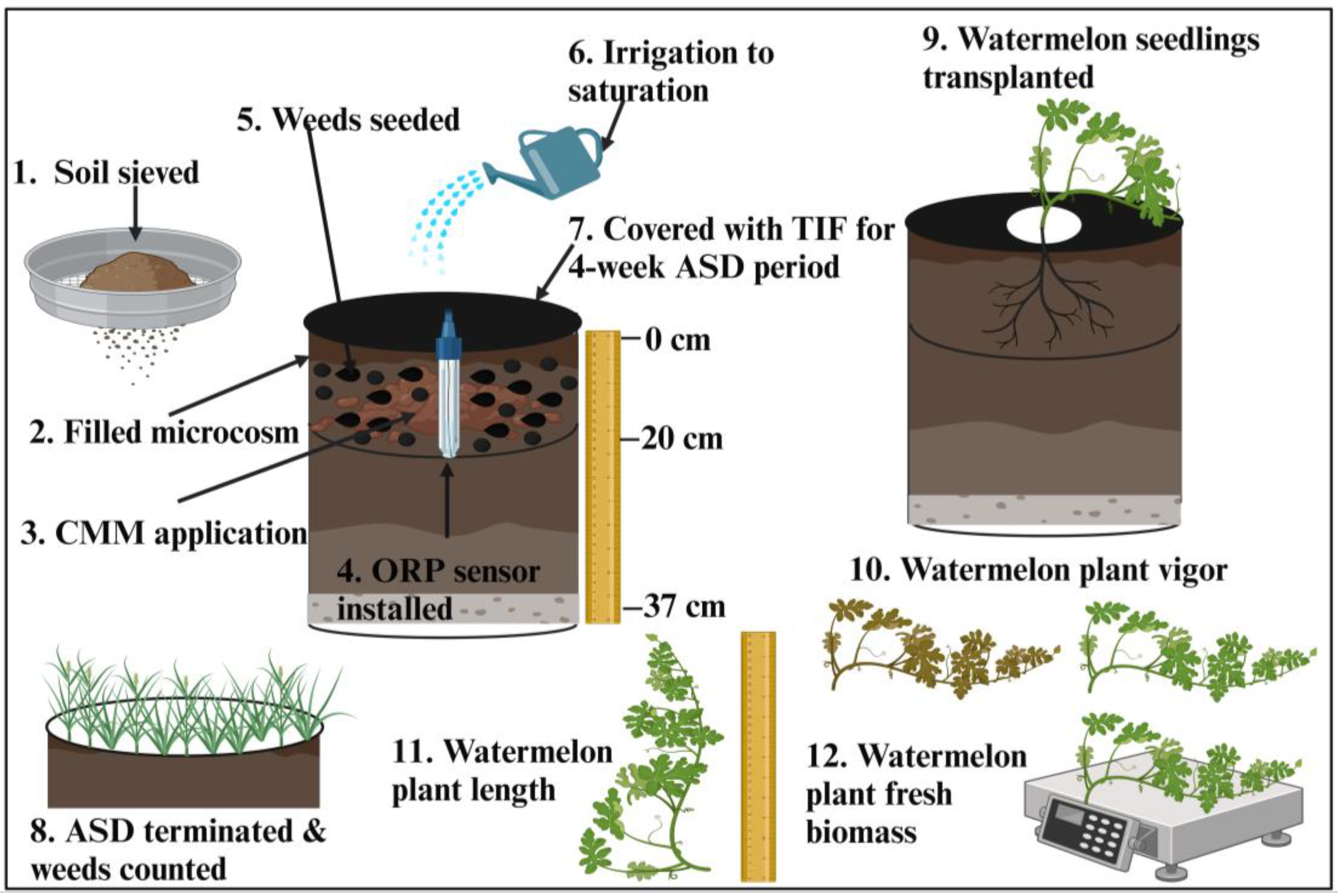 Agronomy 15 00705 g001