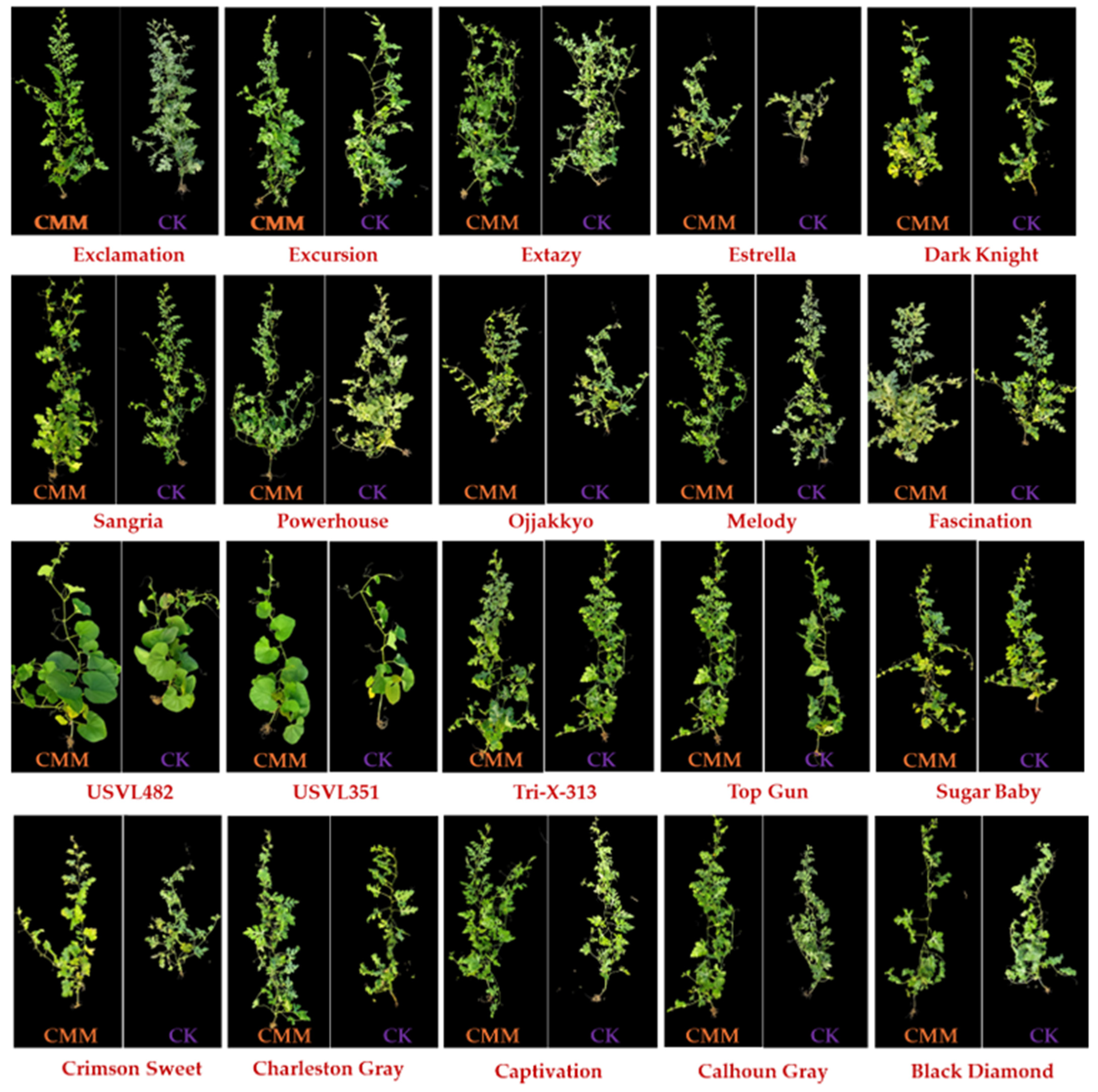 Agronomy 15 00705 g006