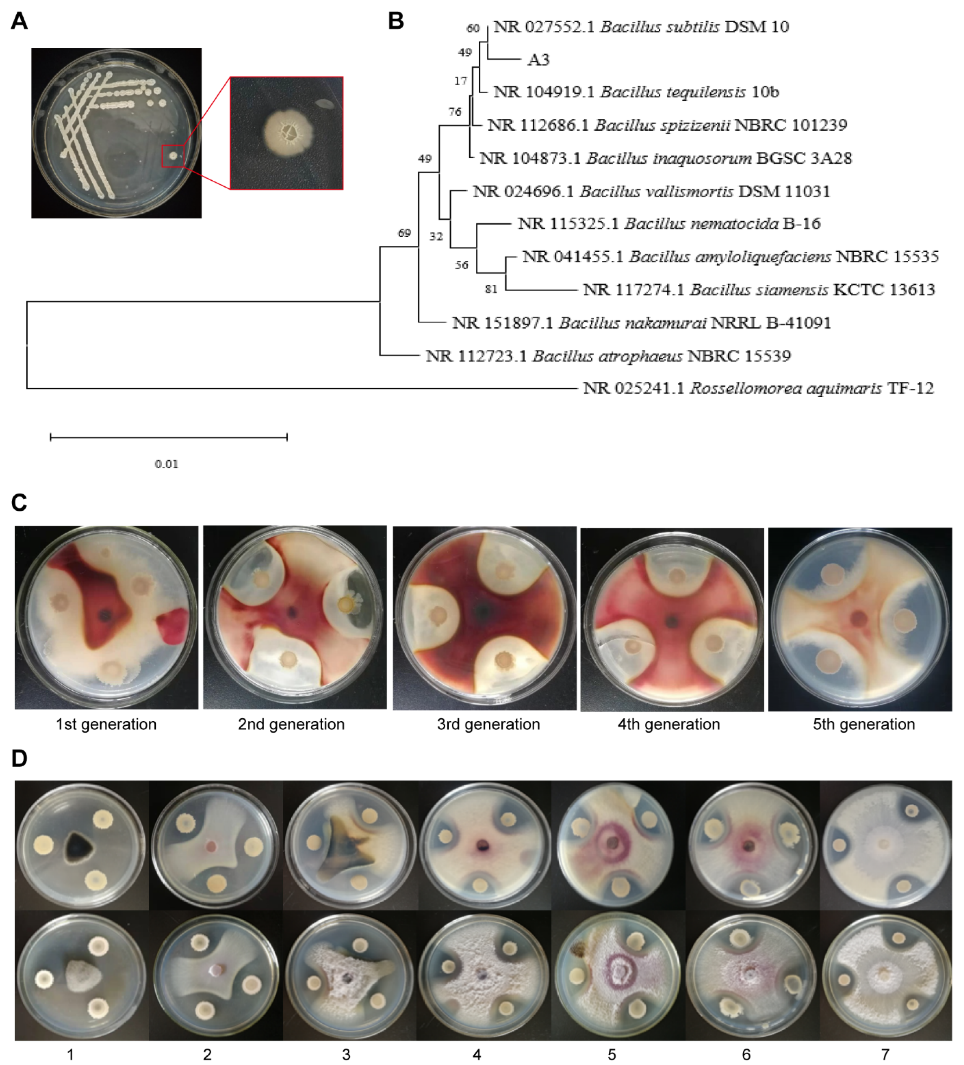 Agronomy 15 00706 g001