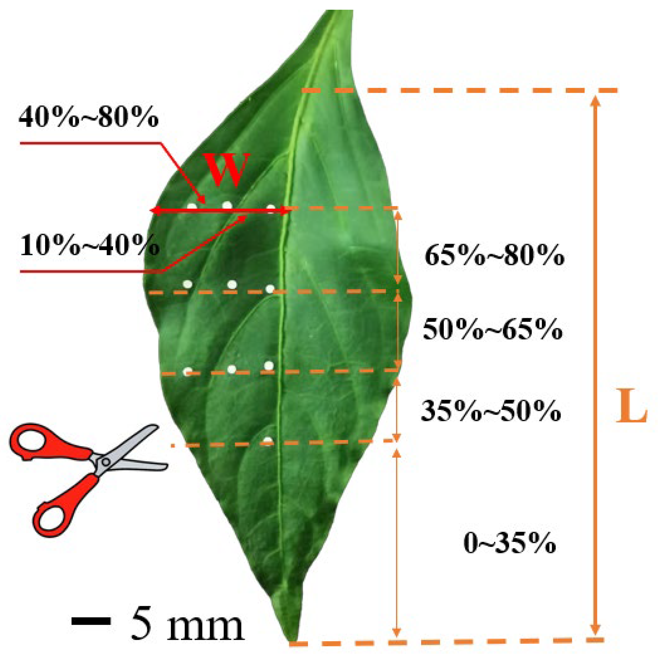 Agronomy 15 00708 g002