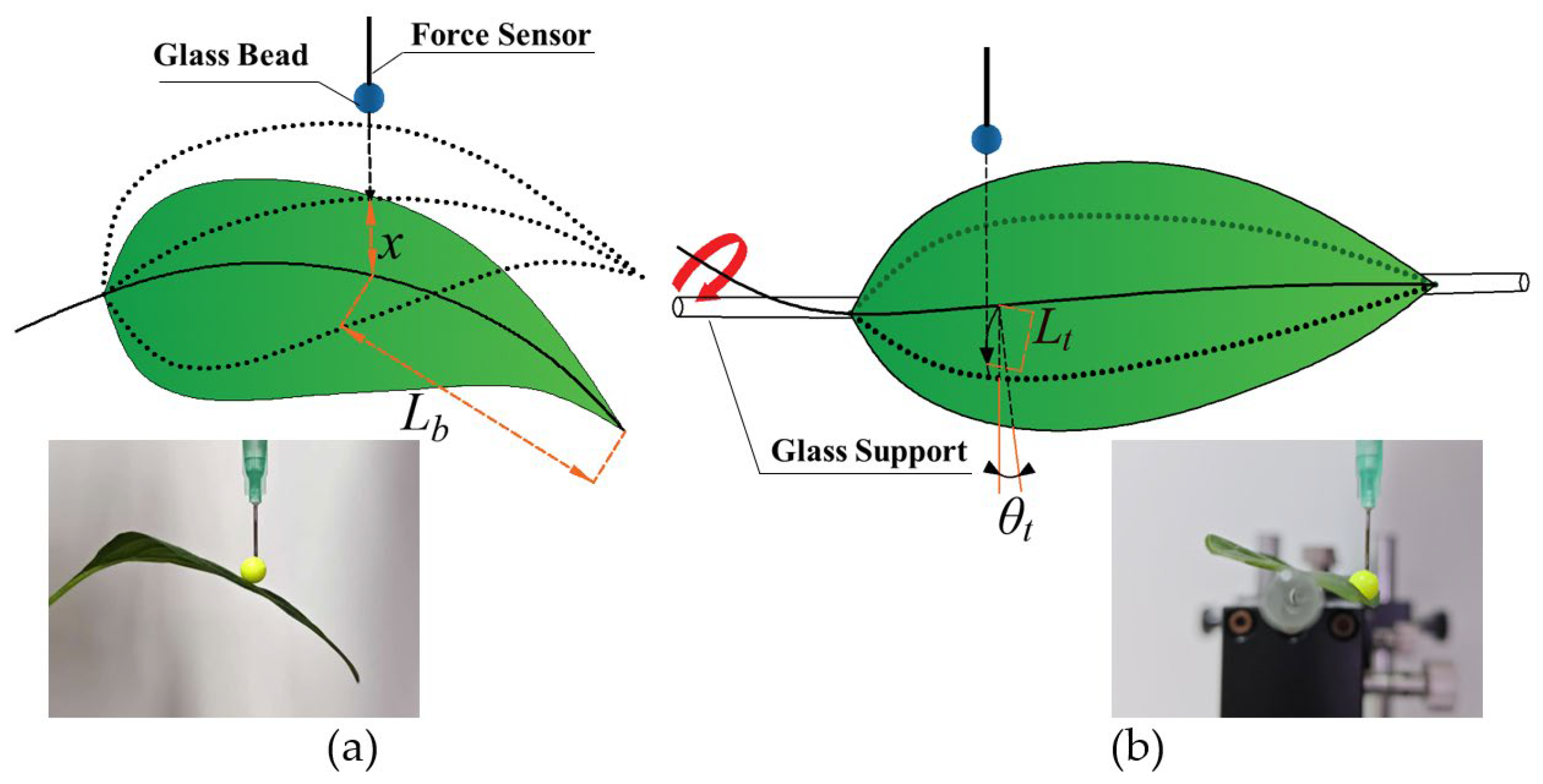 Agronomy 15 00708 g003