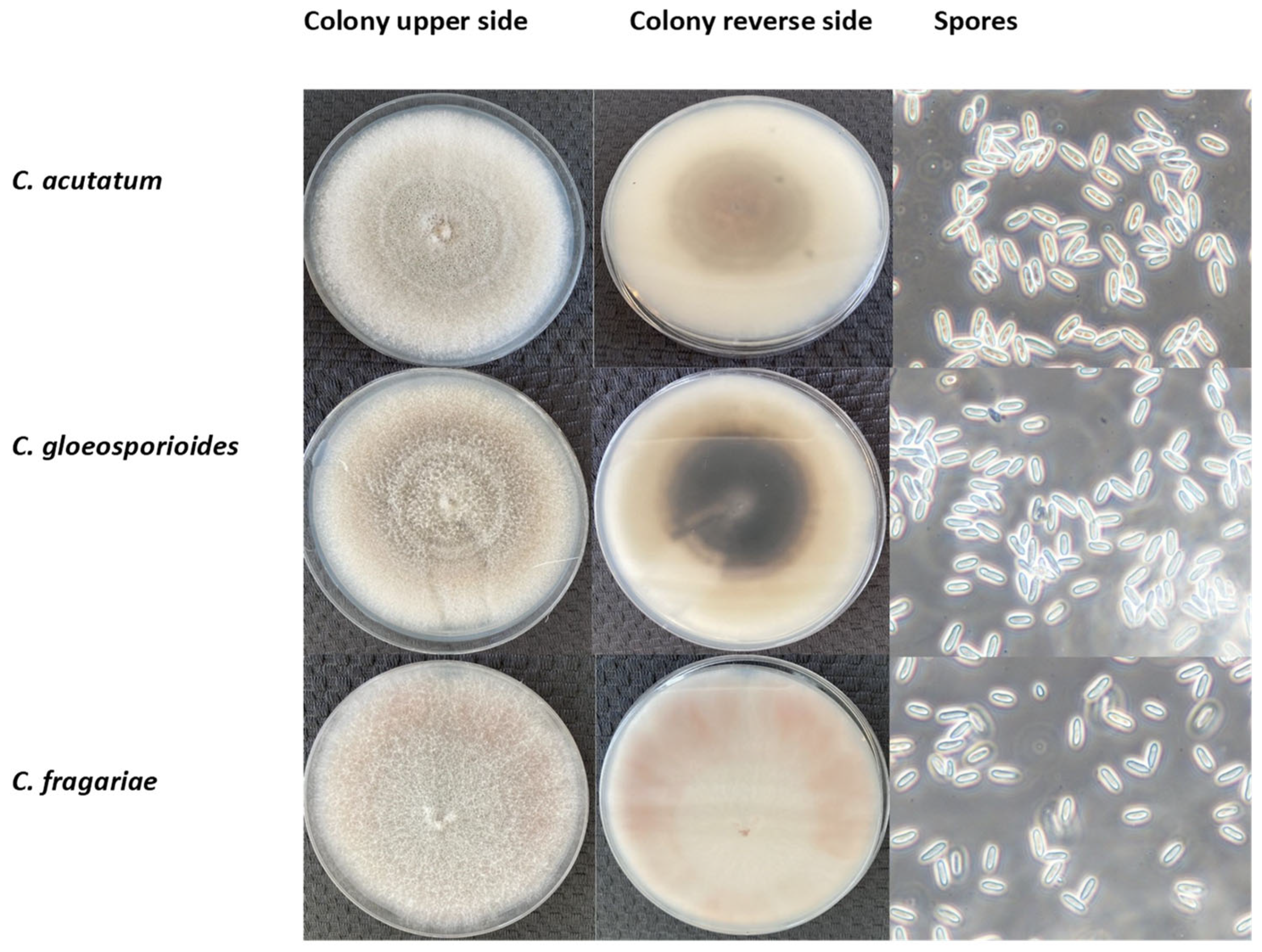 Agronomy 15 00720 g001