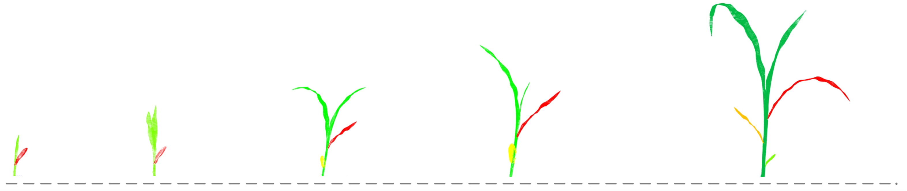 Agronomy 15 00740 g001