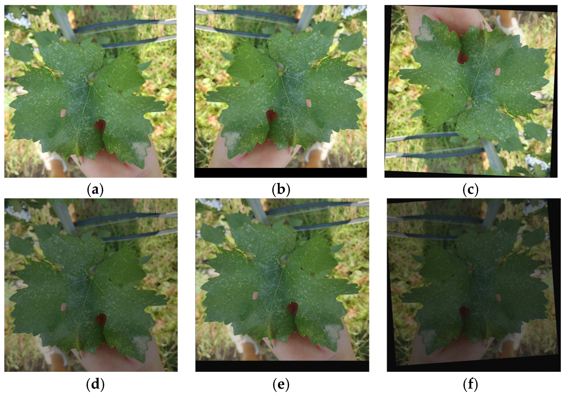 Agronomy 15 00741 g004