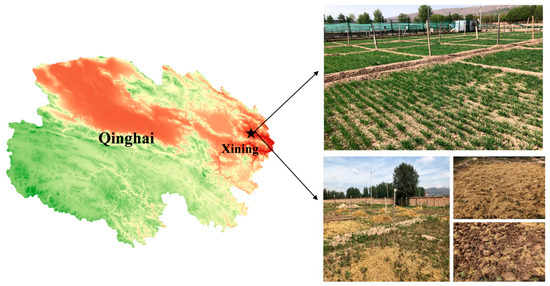 Long-Term Effects of Potassium Fertilization and Wheat Straw