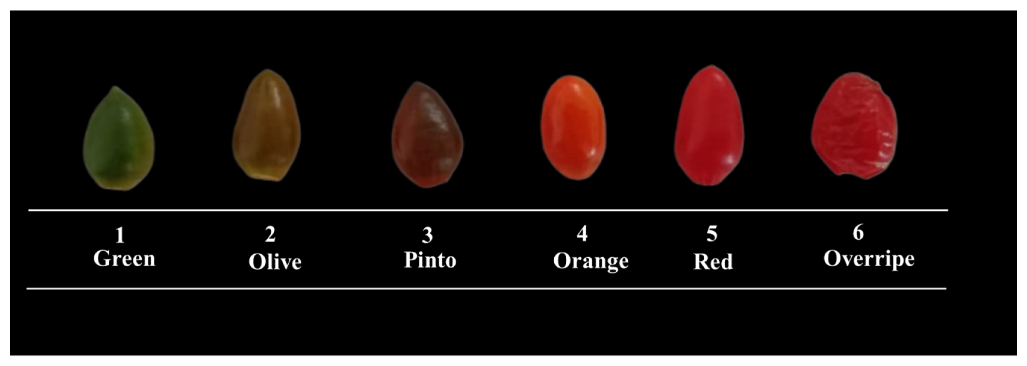 Agronomy 15 00747 g001