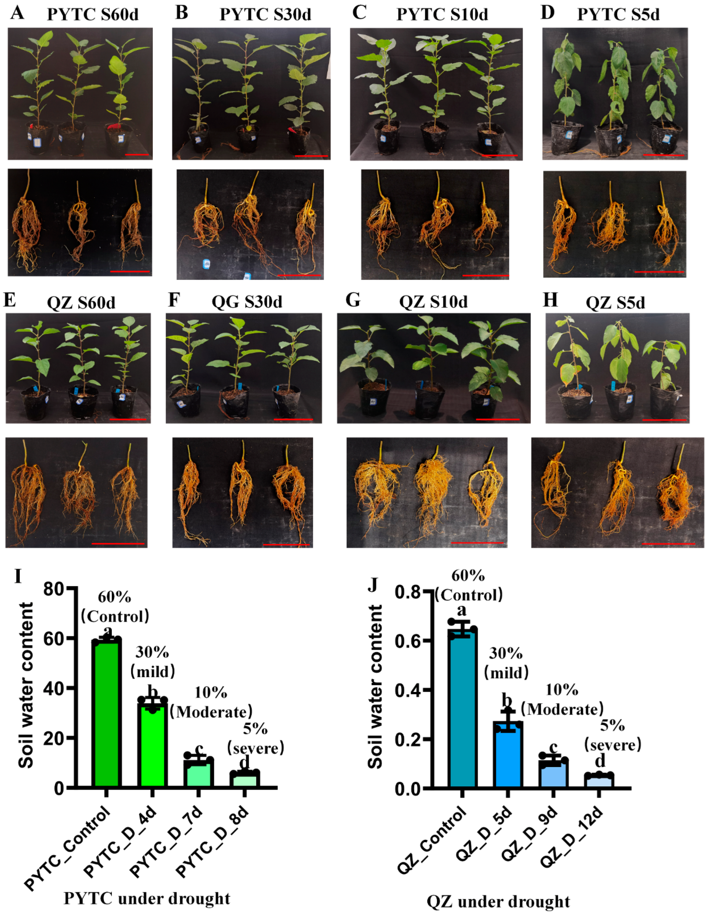 Agronomy 15 00748 g001