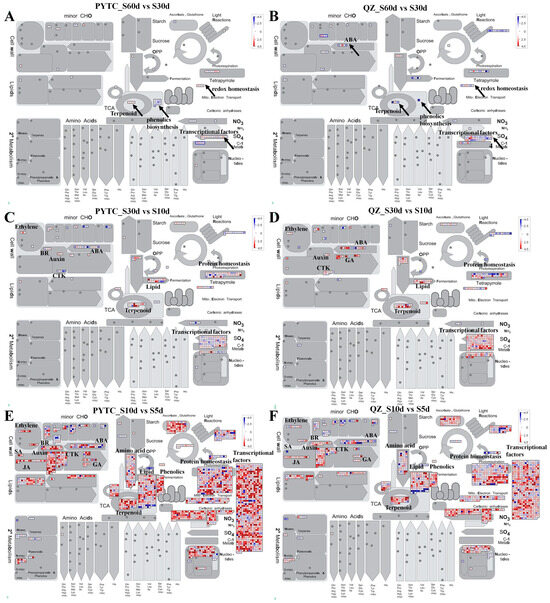 Comparative Transcriptomic Profiling Reveals Divergent