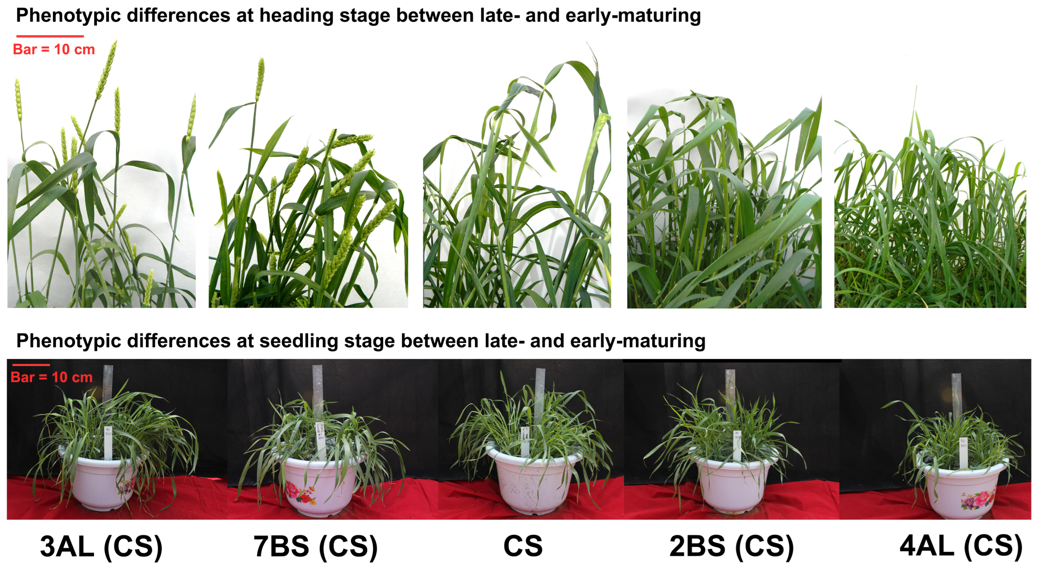 Agronomy 15 00752 g006