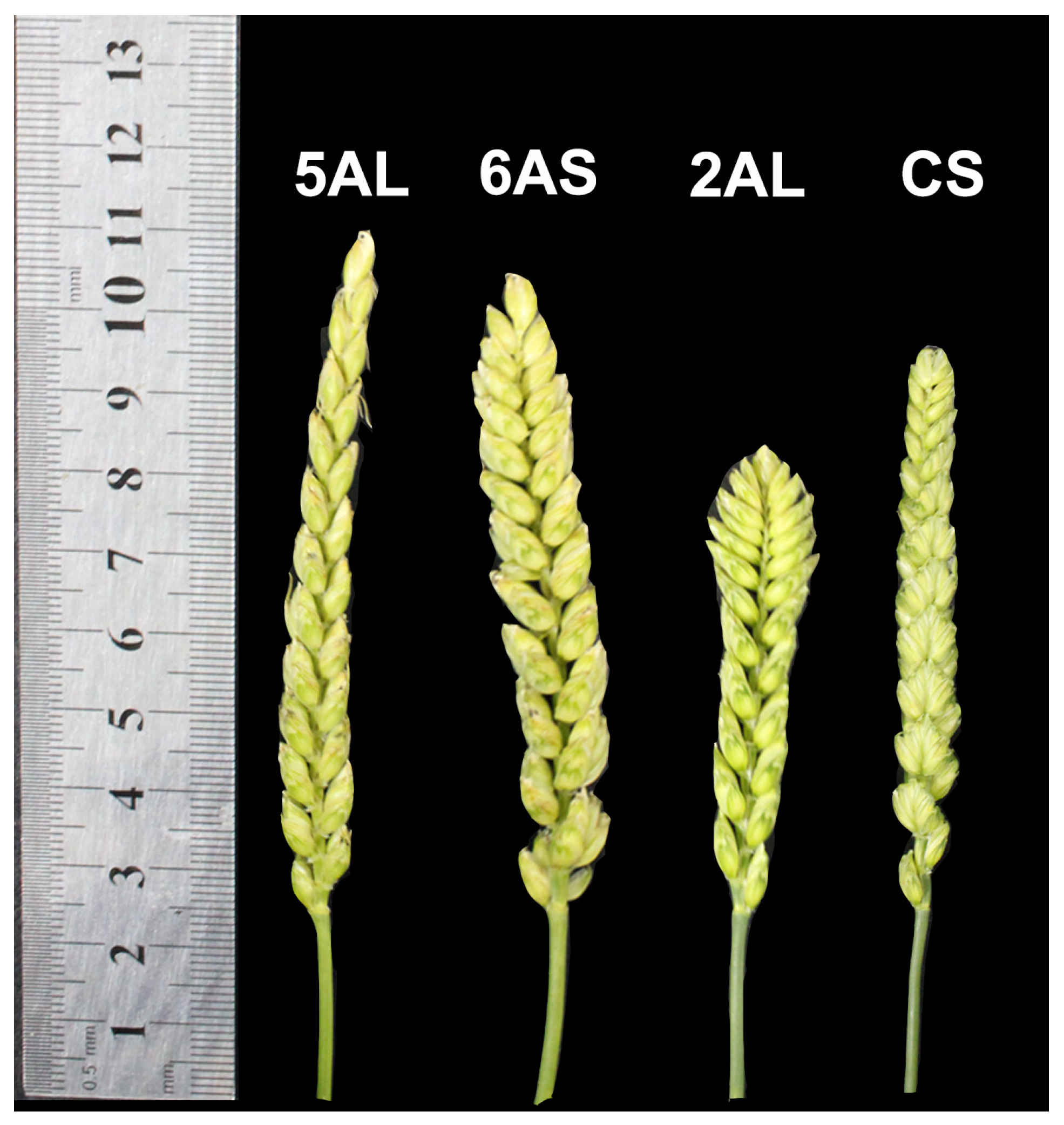 Agronomy 15 00752 g007