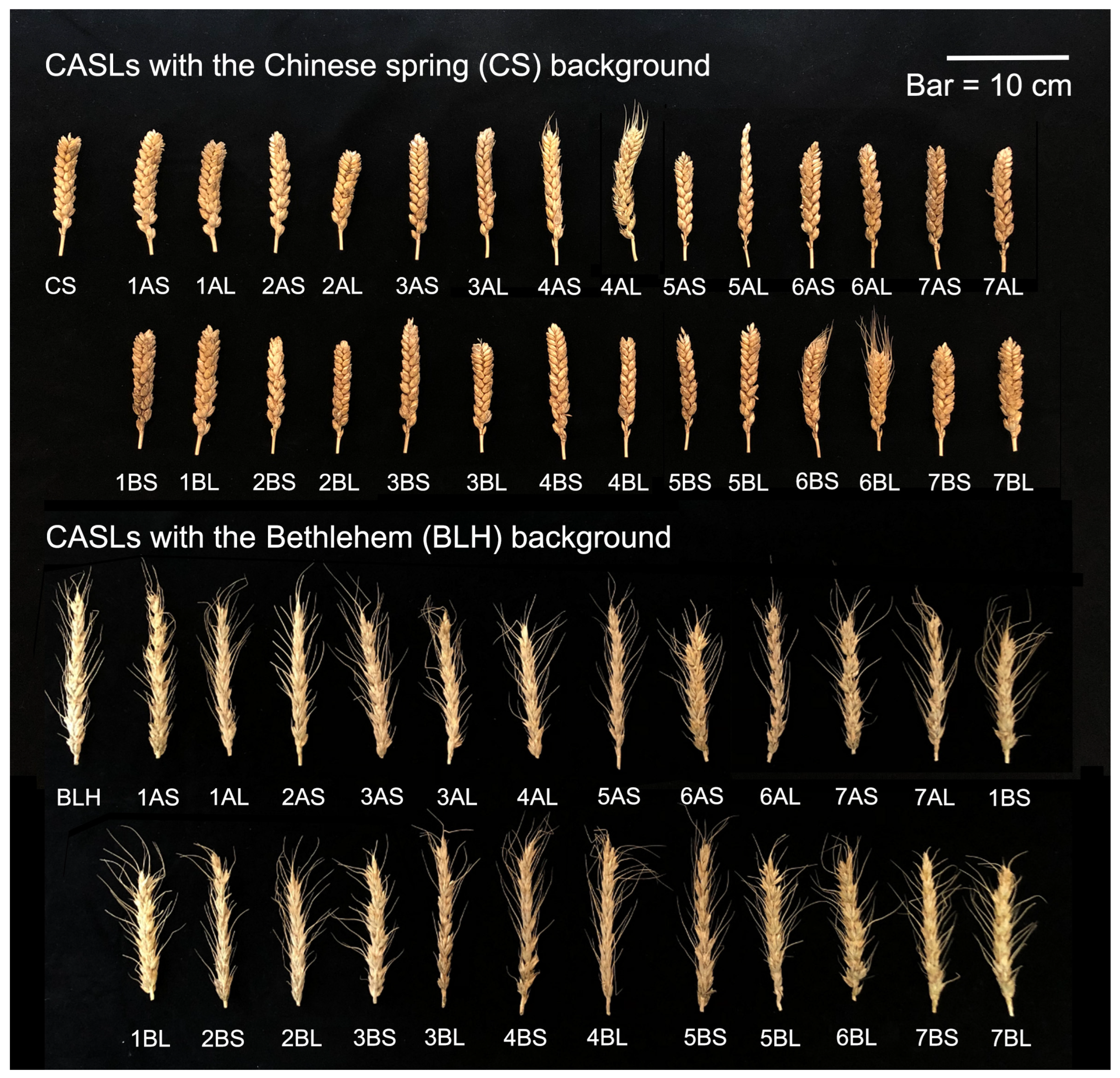 Agronomy 15 00752 g008