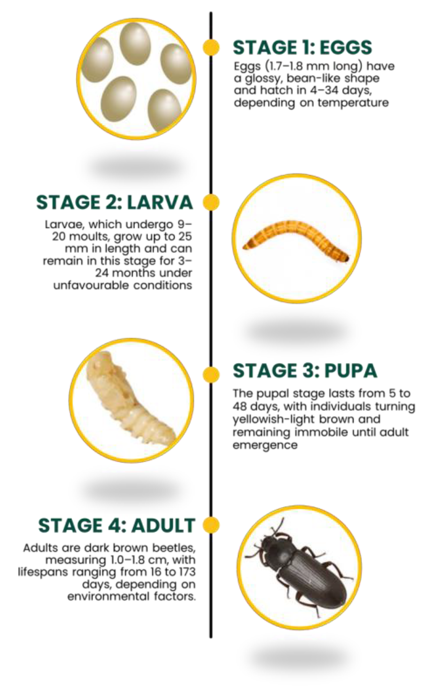 Agronomy 15 00758 g002