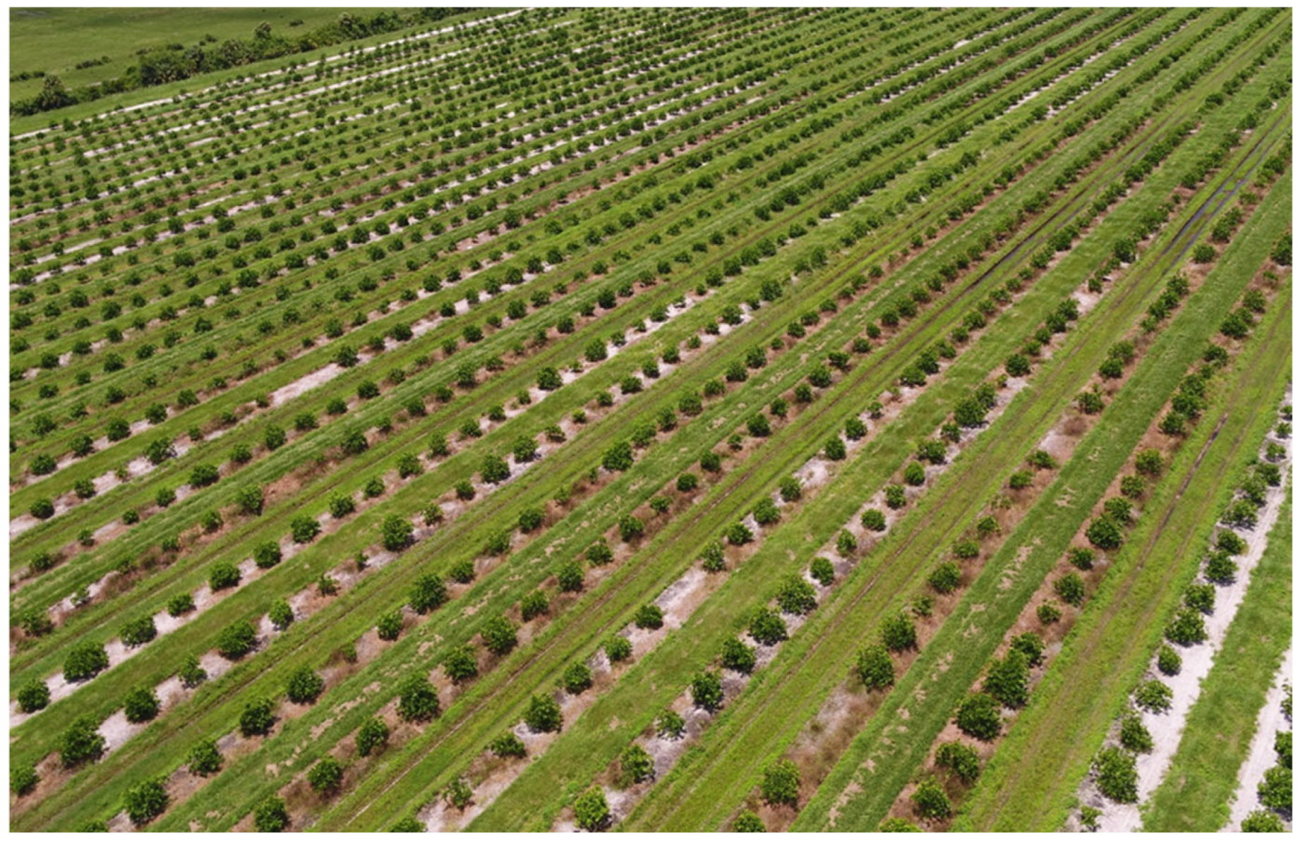 Agronomy 15 00772 g002