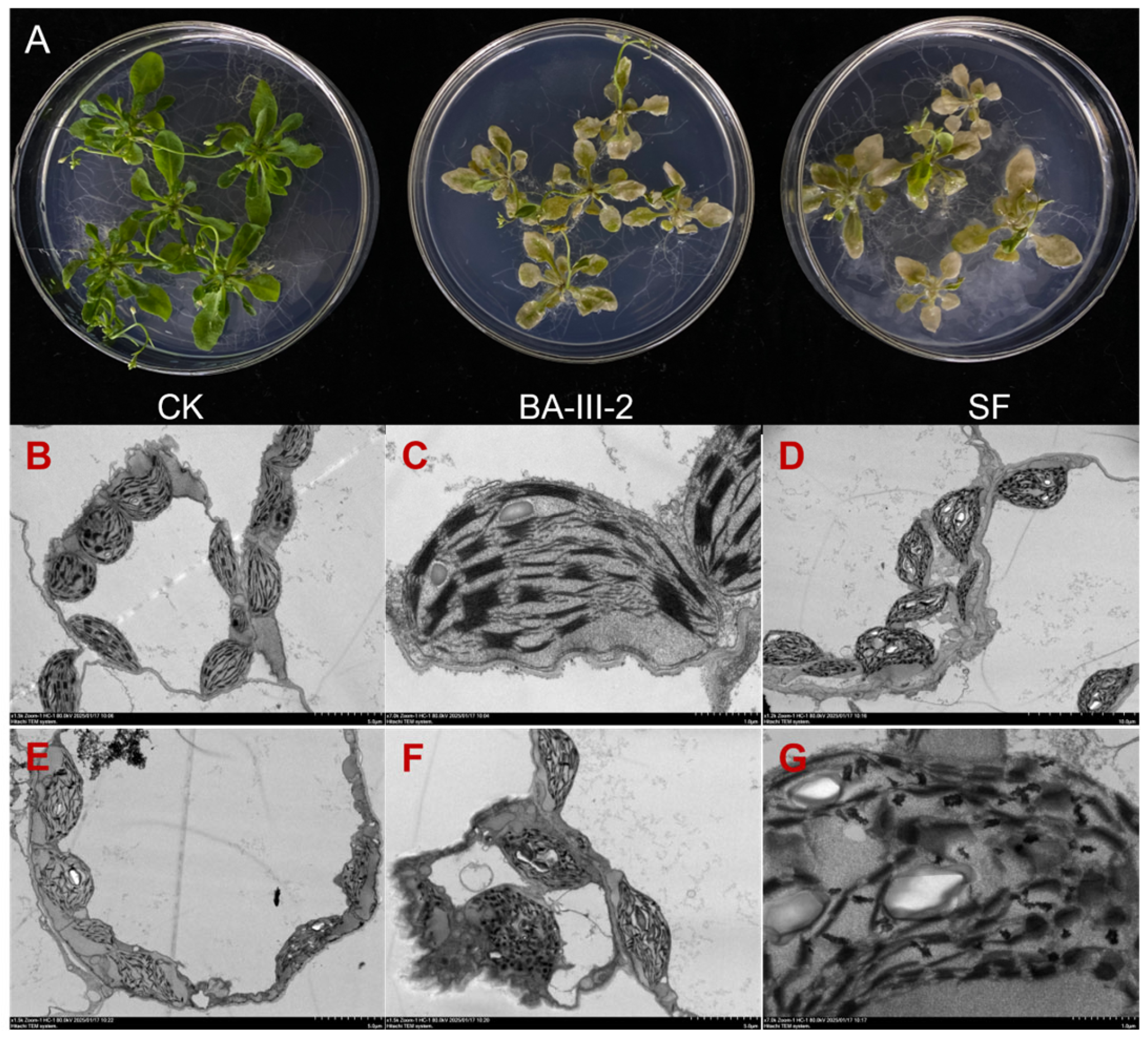 Agronomy 15 00777 g005
