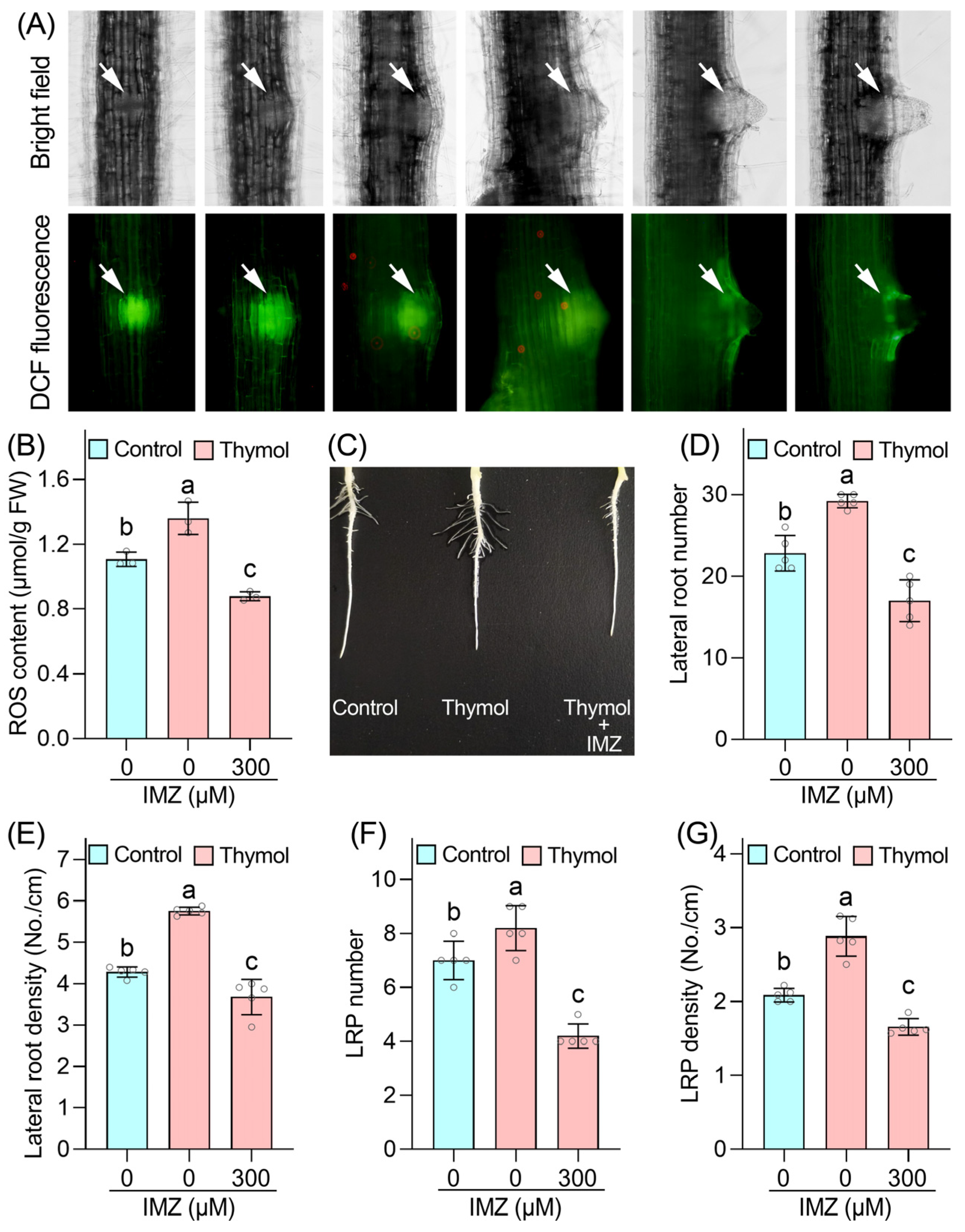 Agronomy 15 00784 g004