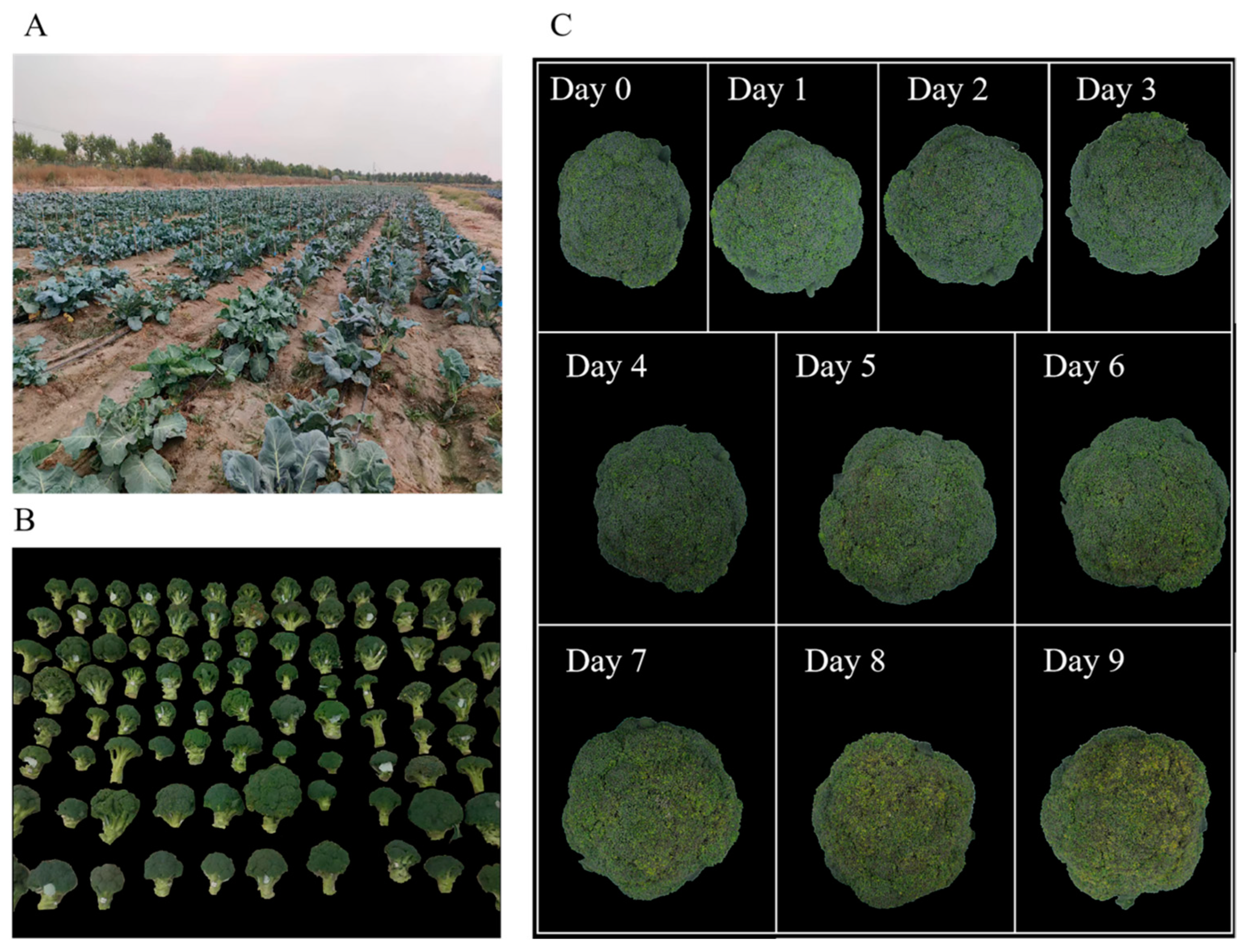 Agronomy 15 00788 g001