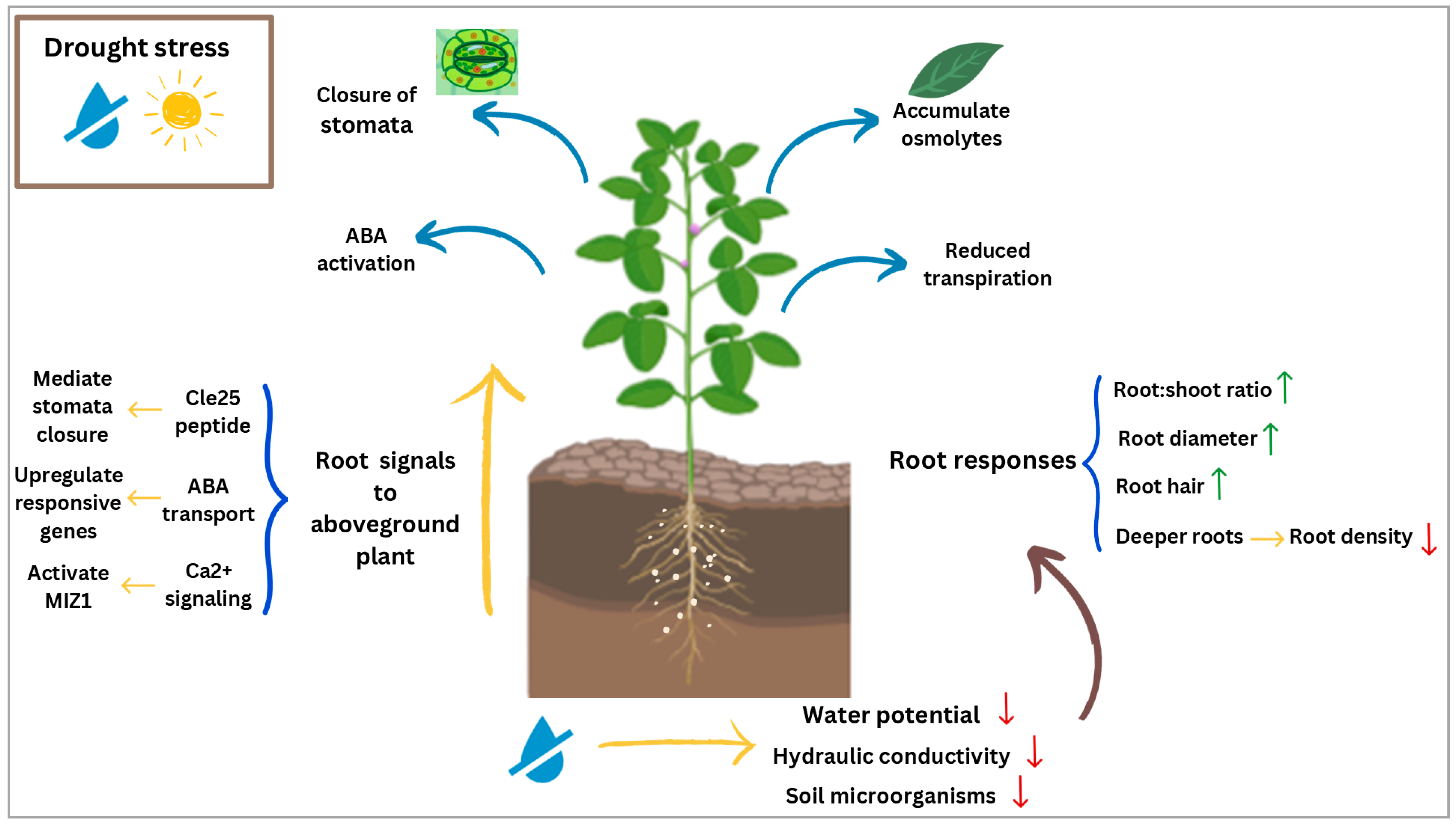 Agronomy 15 00798 g002