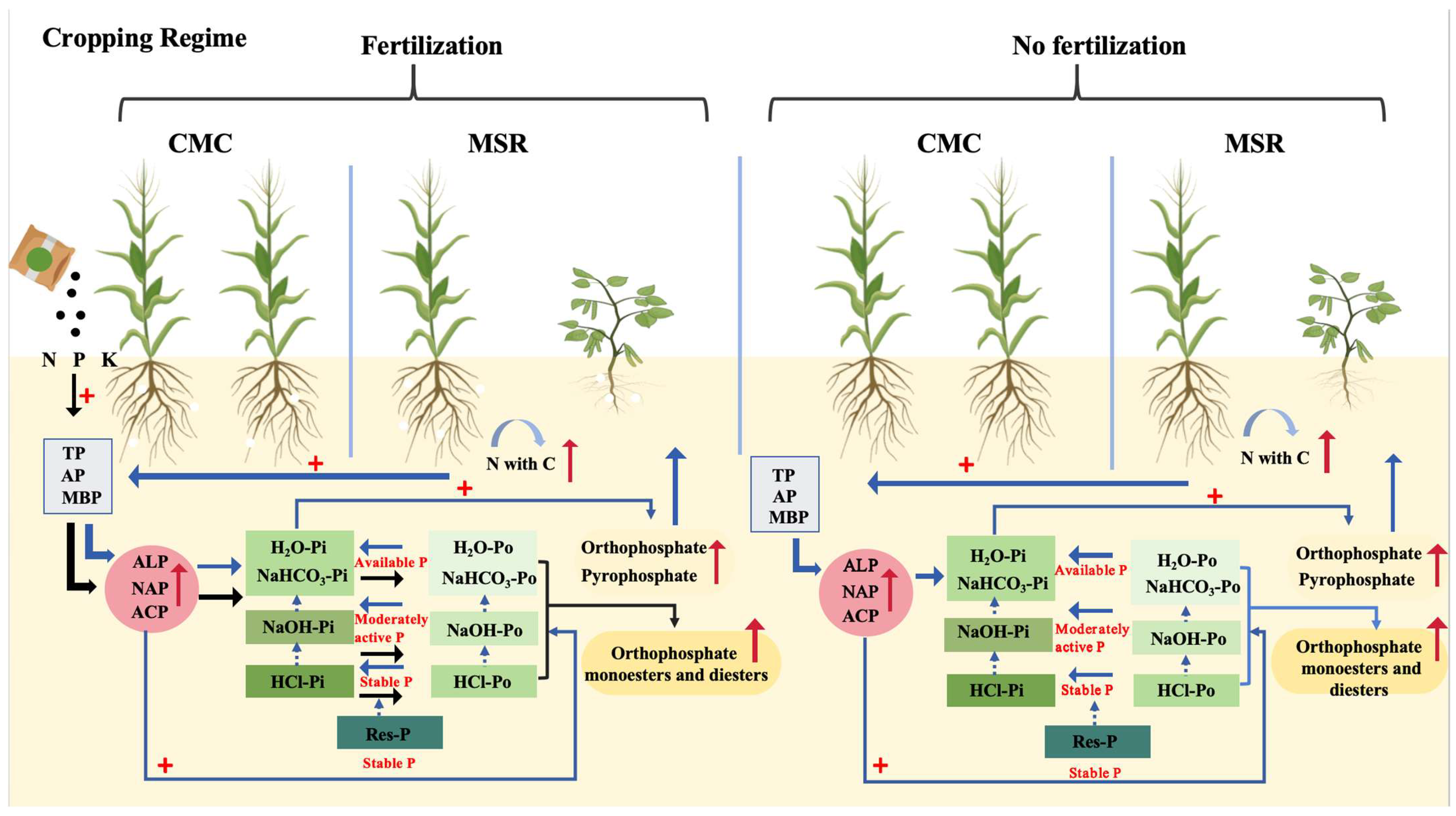 Agronomy 15 00827 g012