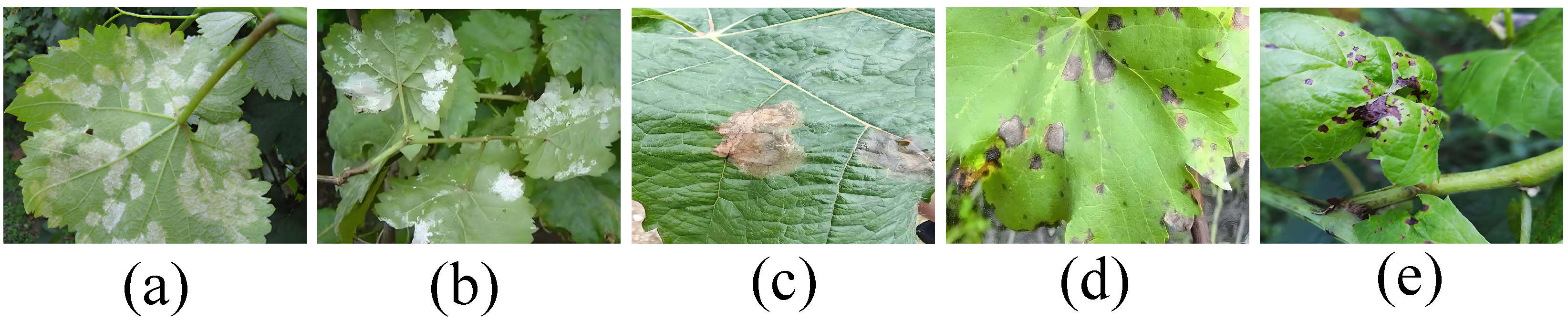 Agronomy 15 00831 g002