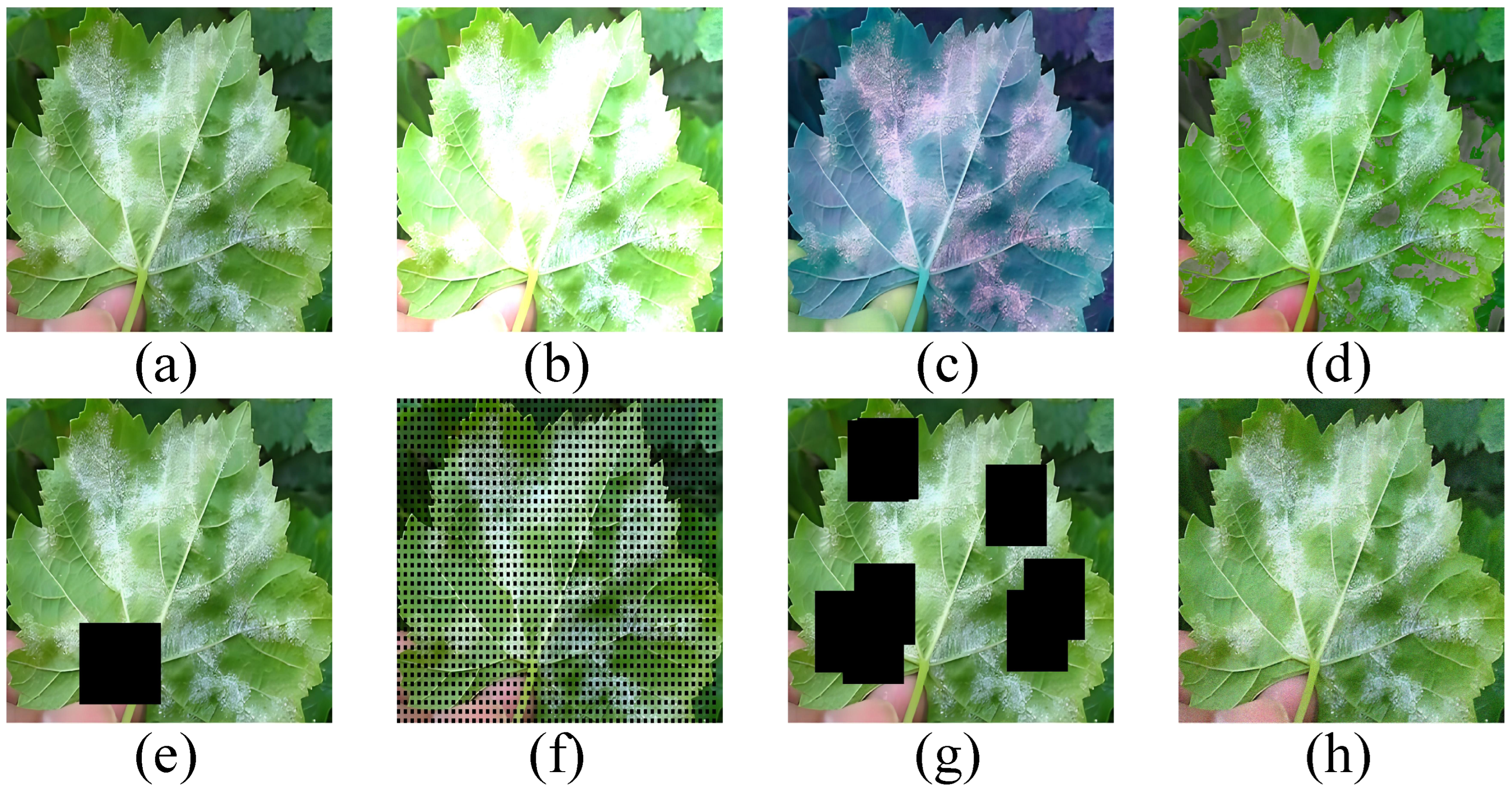 Agronomy 15 00831 g005