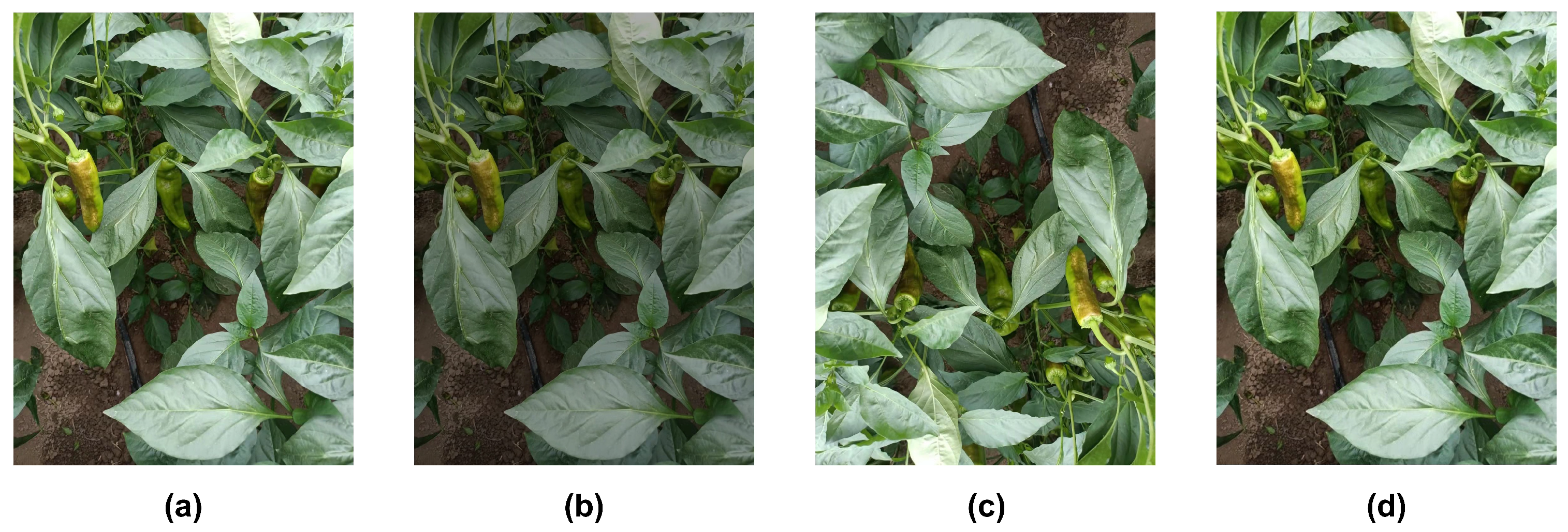 Agronomy 15 00839 g001