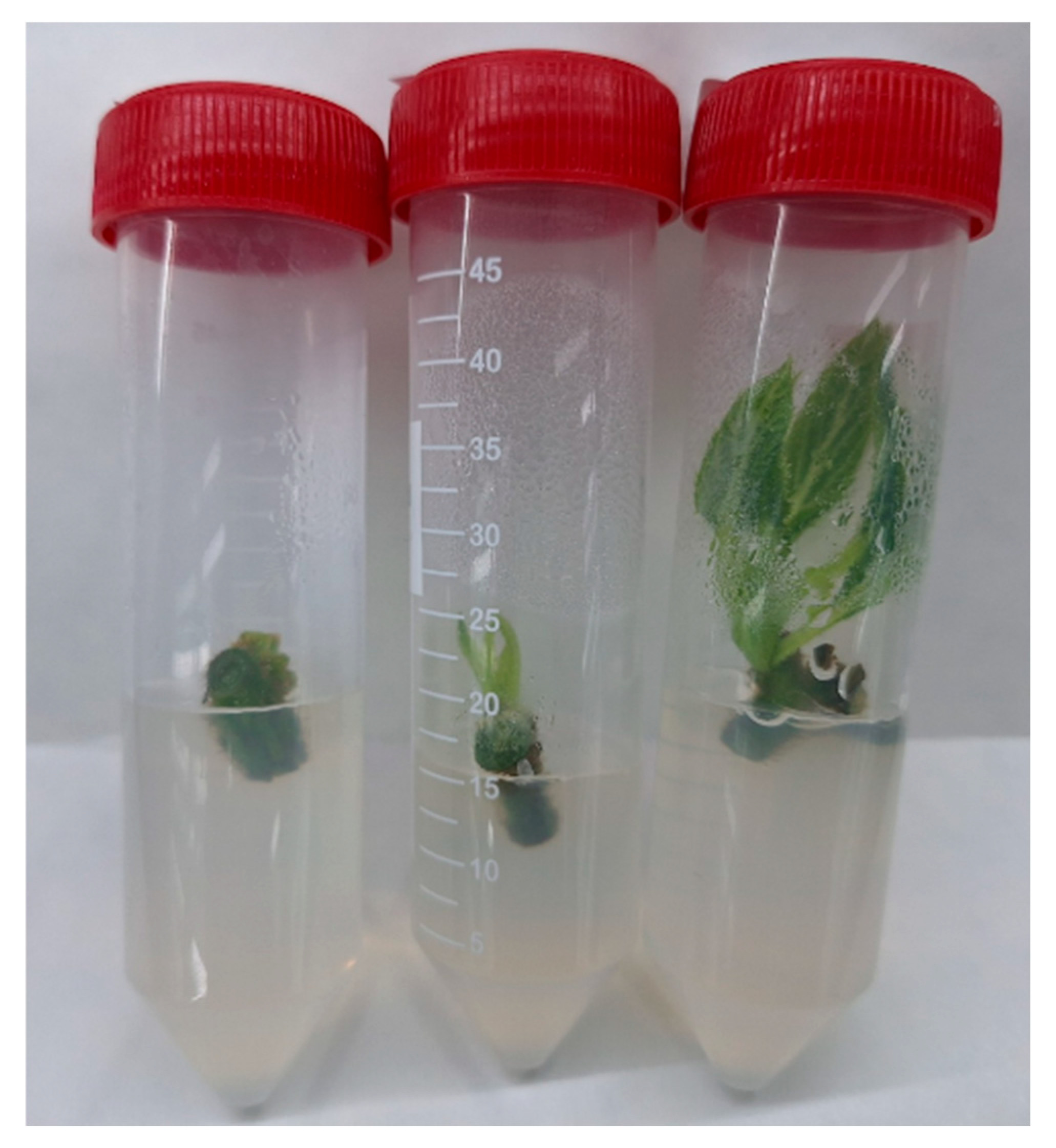 Agronomy 15 00849 g001