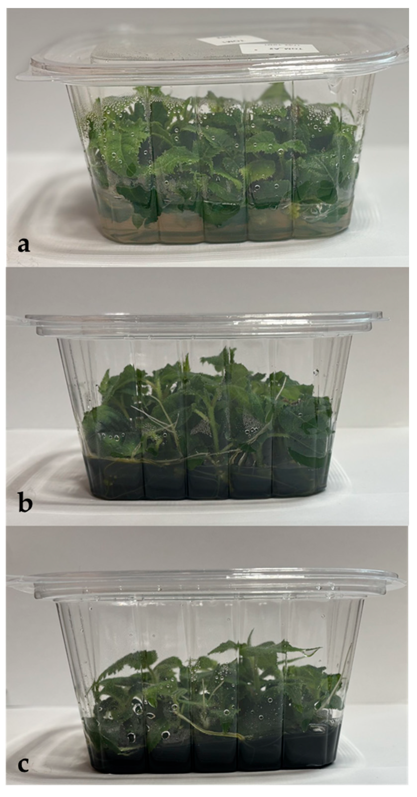 Agronomy 15 00849 g002