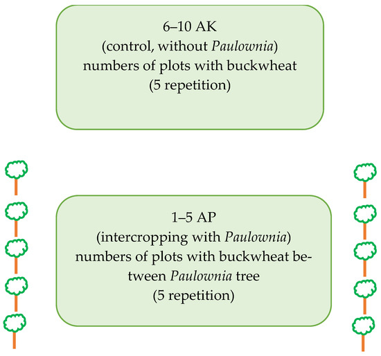 Effect of Paulownia and Buckwheat Intercropping on Soil